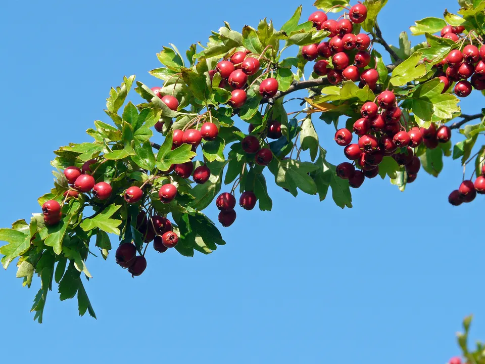 Weißdornfrüchte-Tee