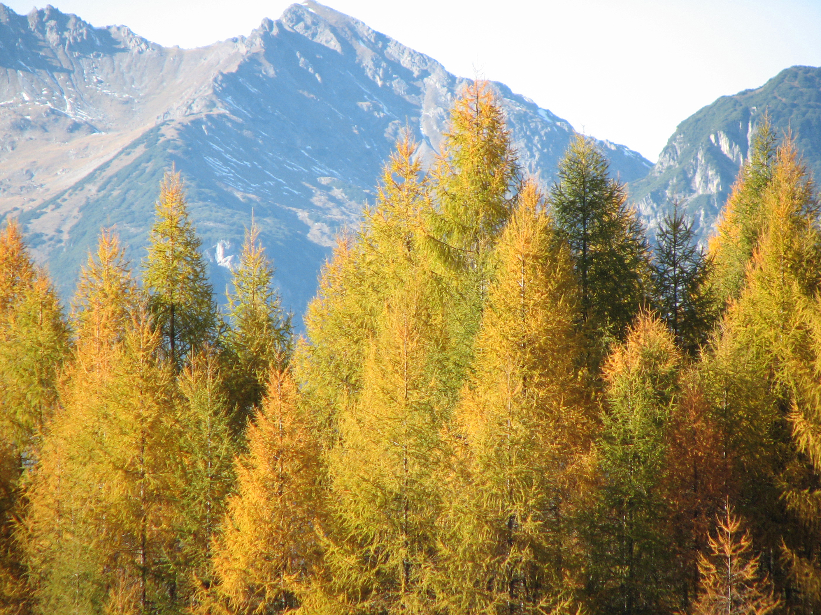 Europäische Lärche