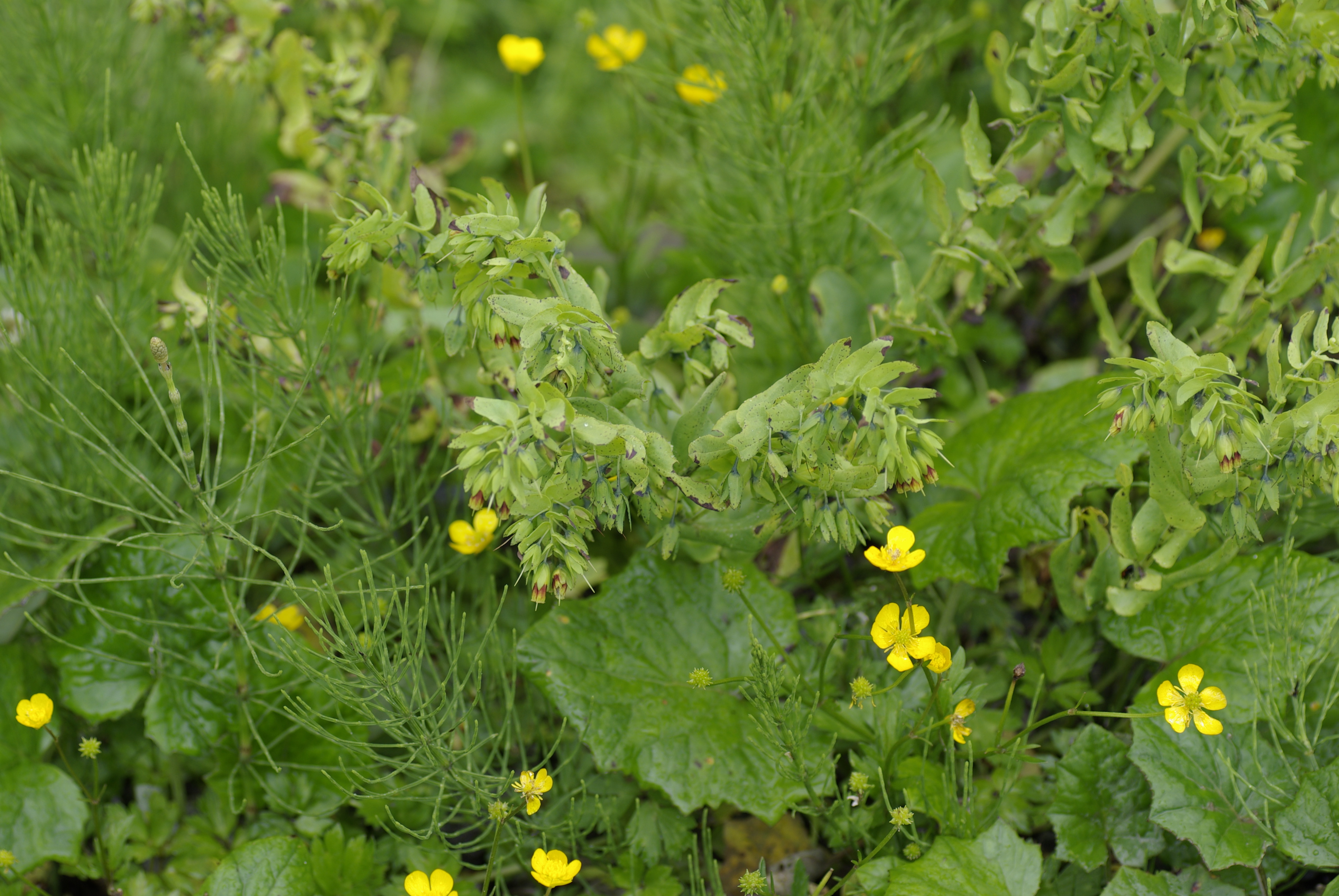 Alpenwachsblume