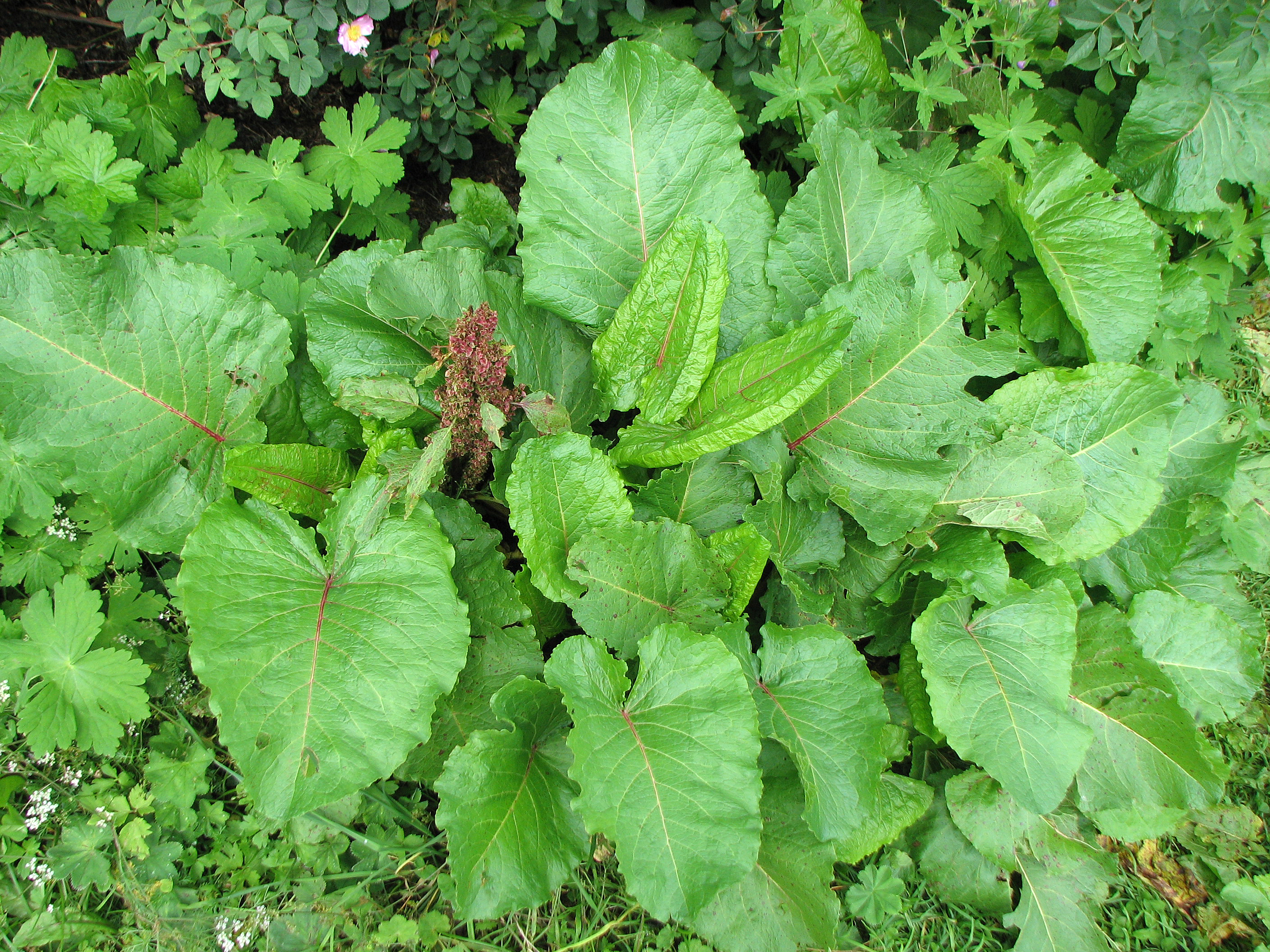 Stumpfblättriger Ampfer