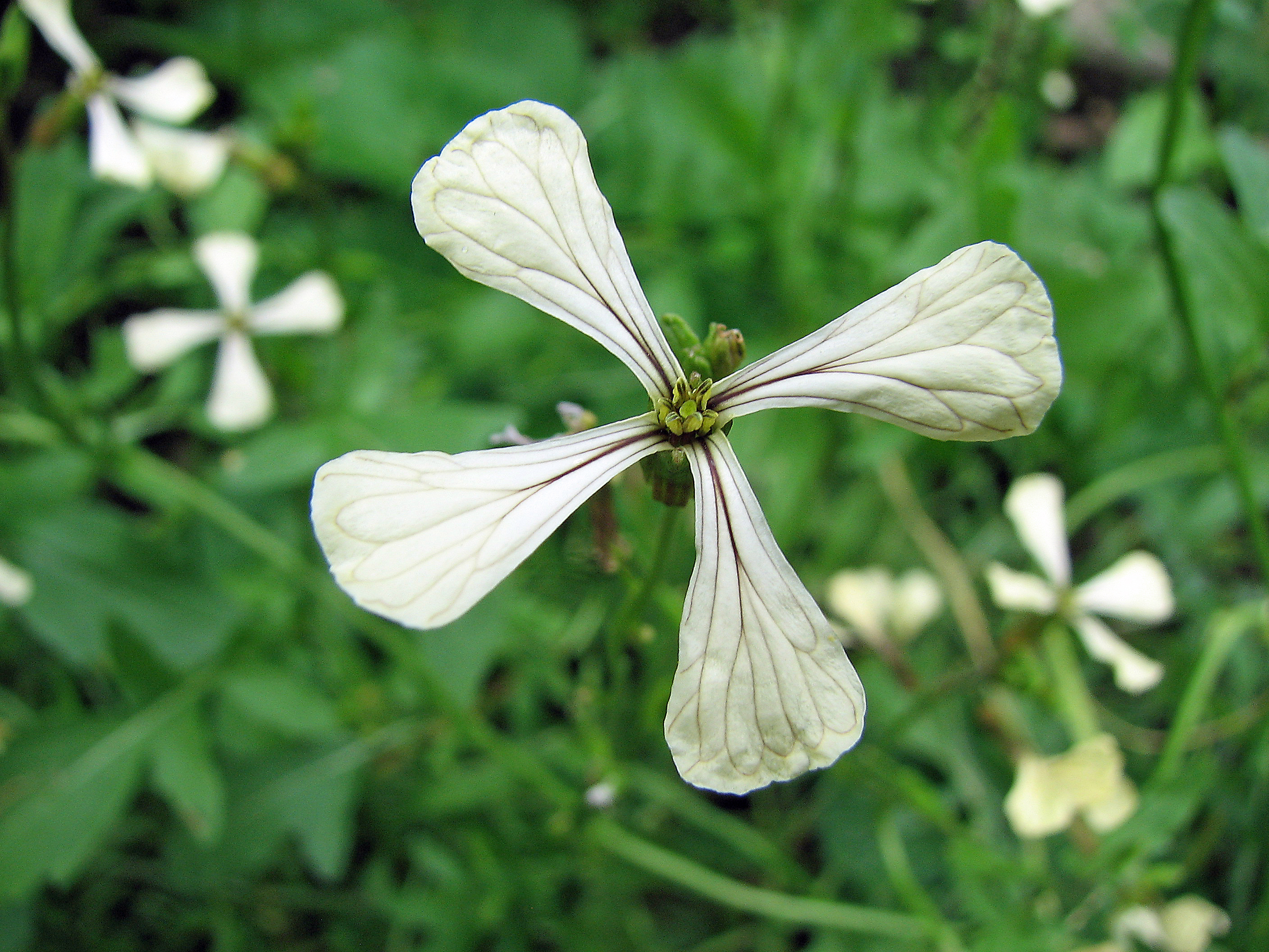 Breitblättrige Rucola