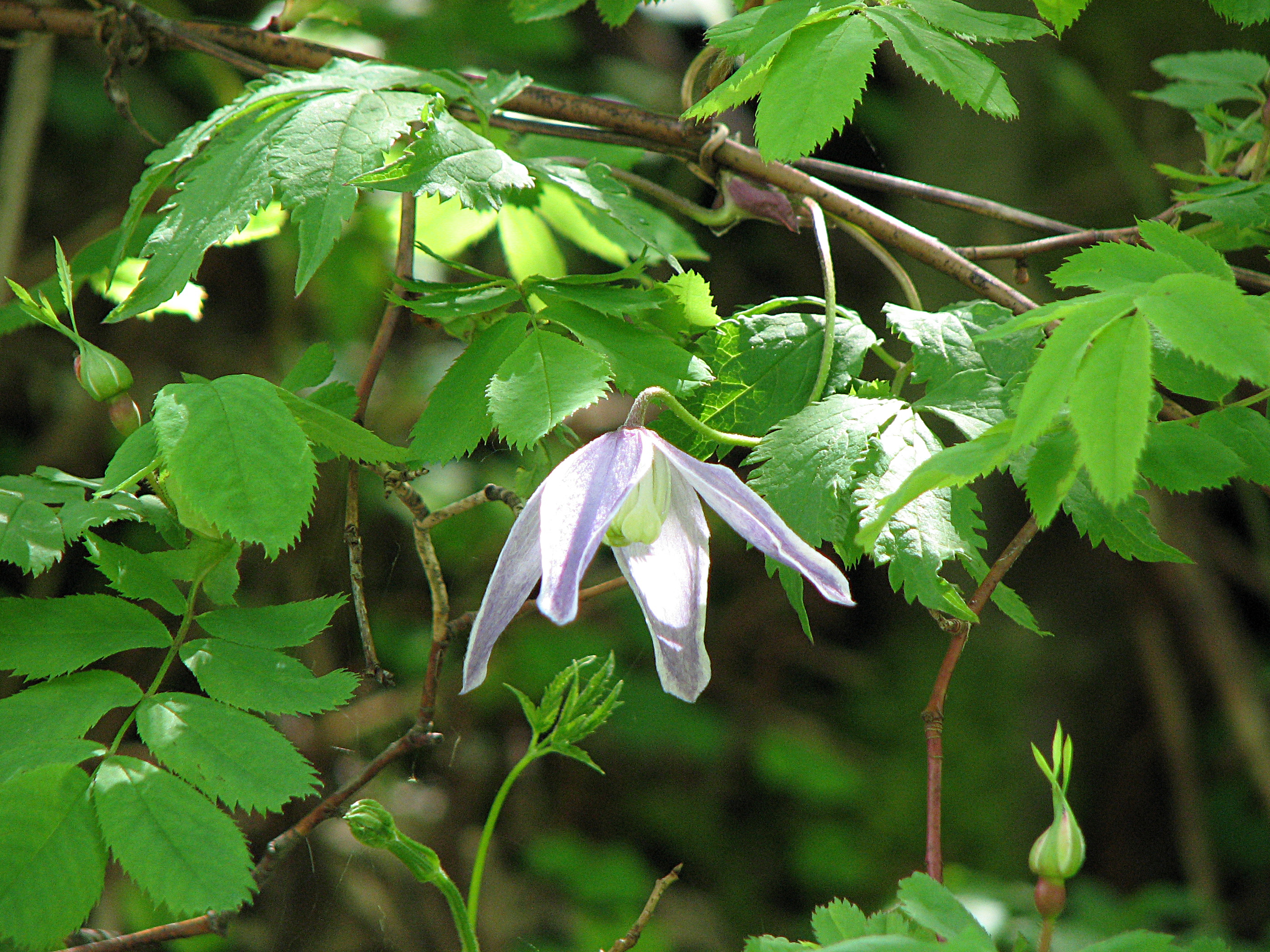 Clematis