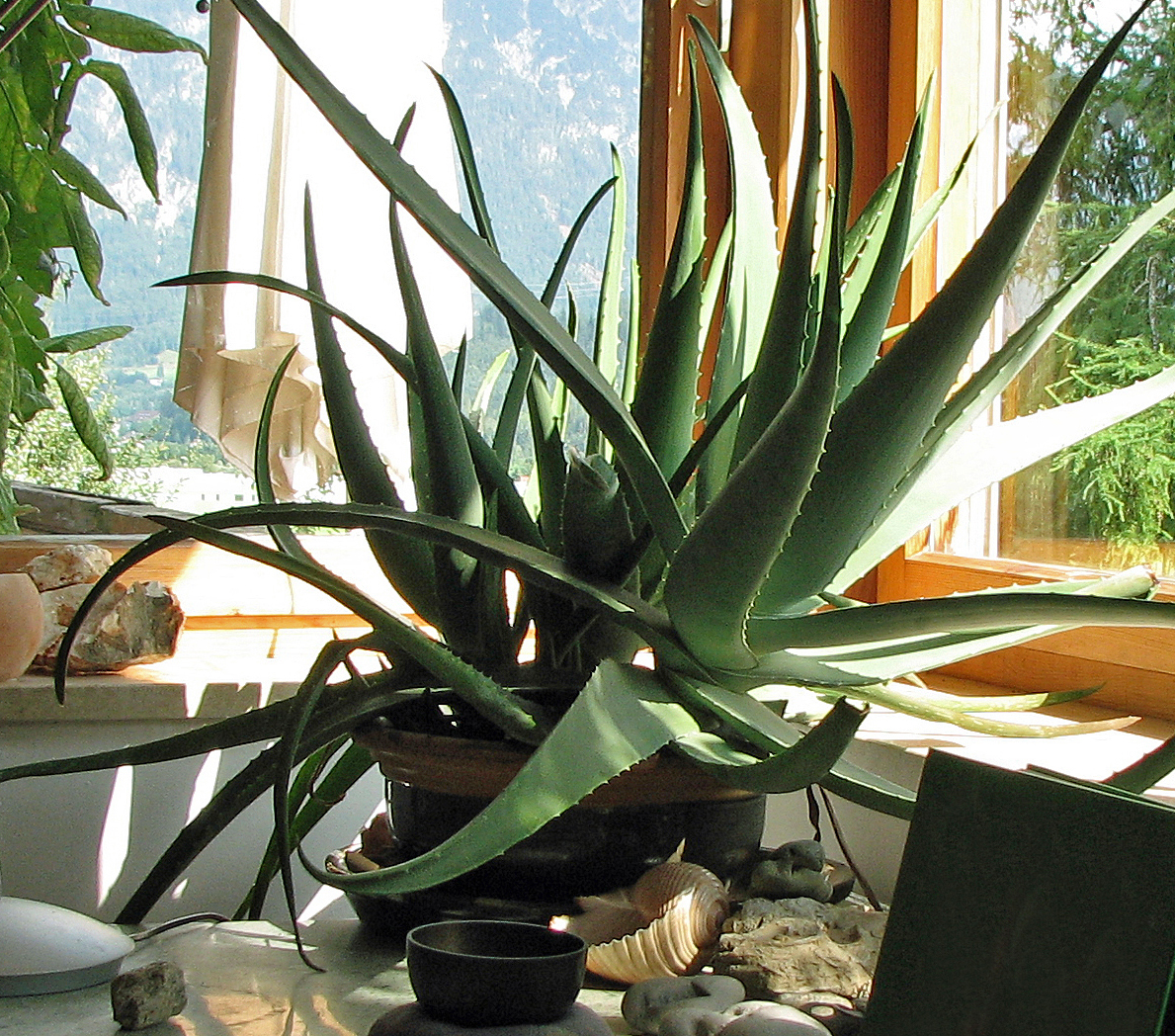 Aloe vera-Gel aus Blattstücken