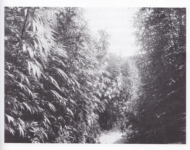 Aus der Geschichte des Hanfes