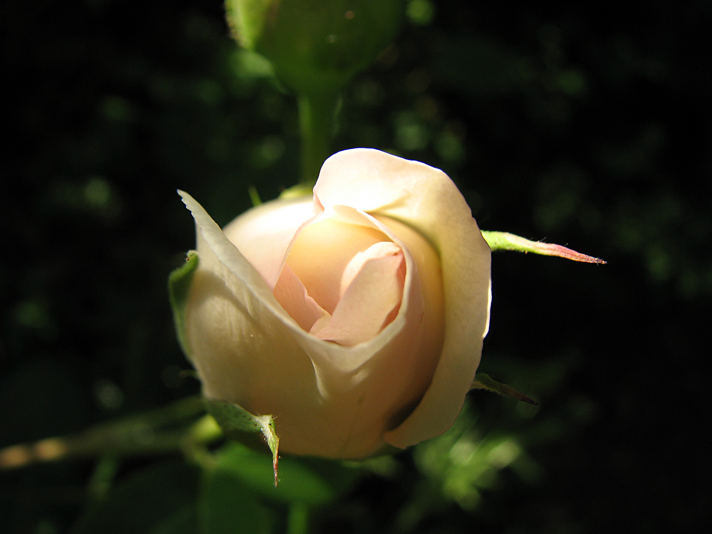 Rosen, Kulturrosen
