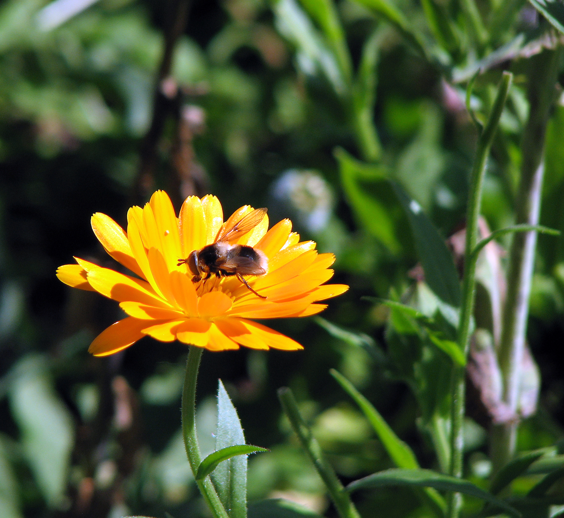 Ringelblume