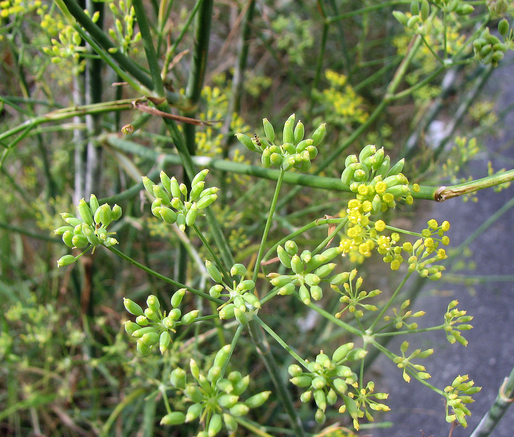 Bitterfenchel