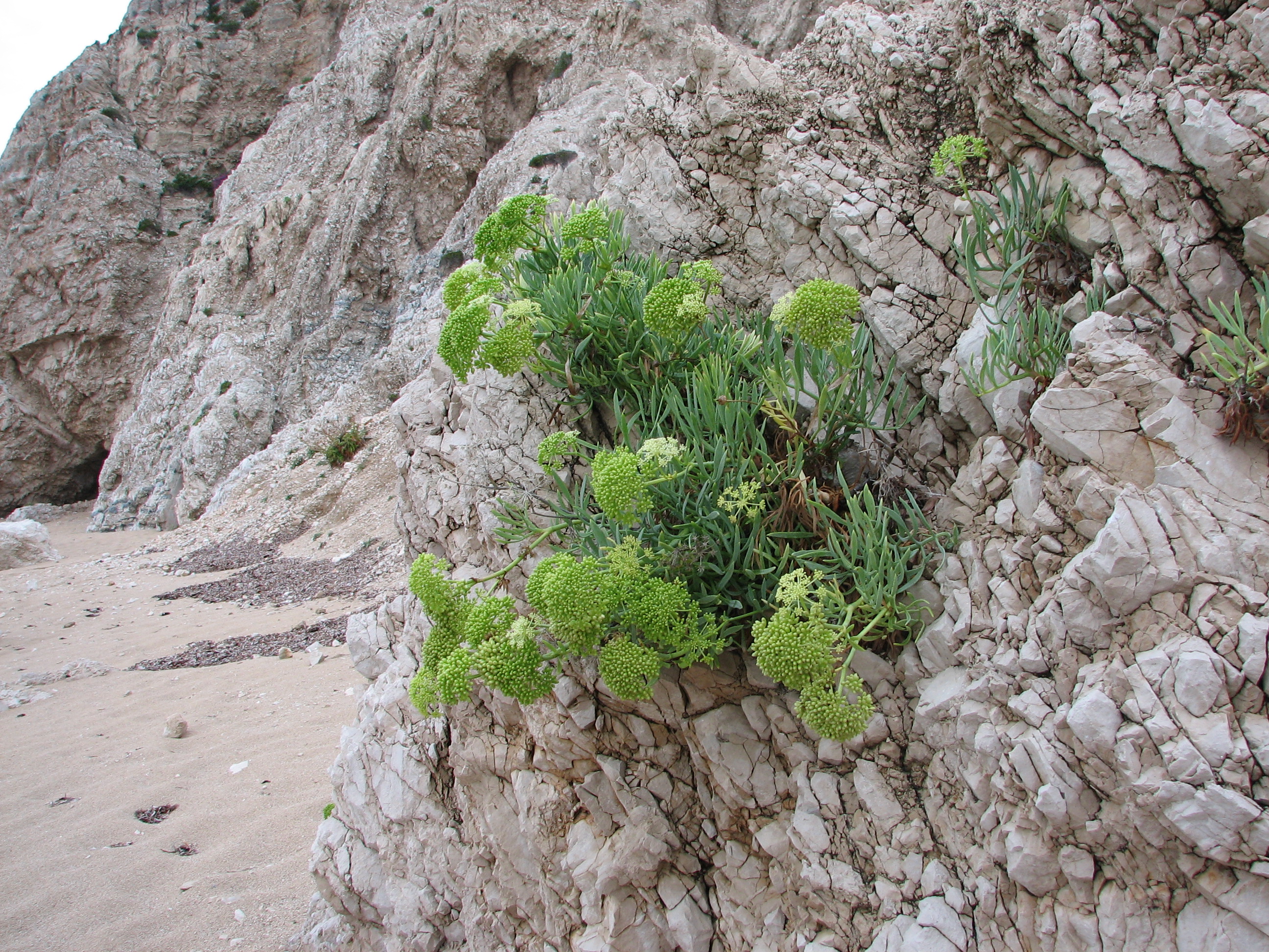 Meerfenchel