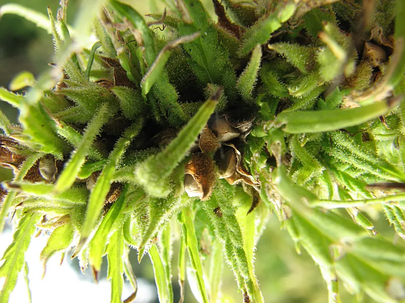 Beschreibung der Hanfpflanze