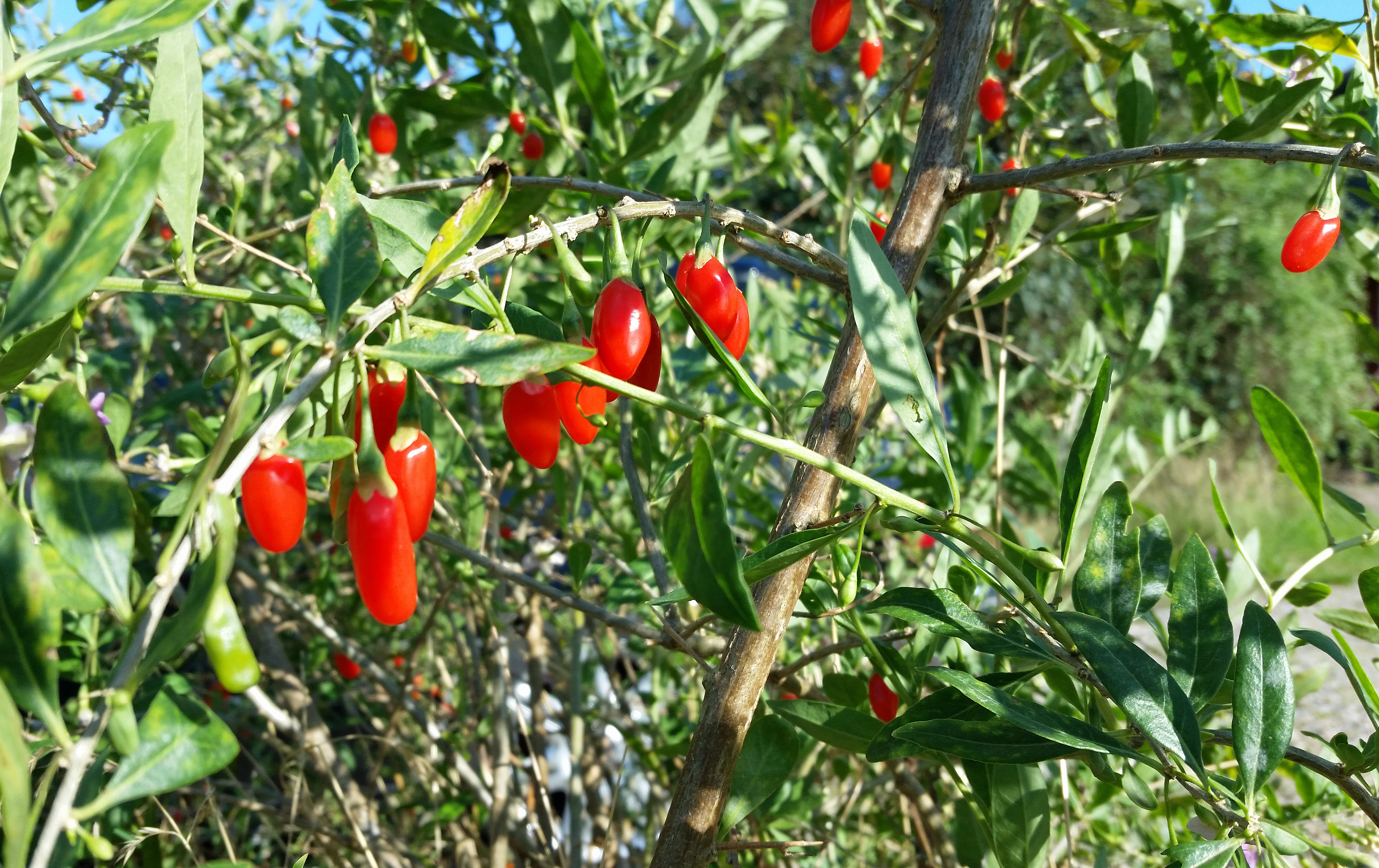 Goji