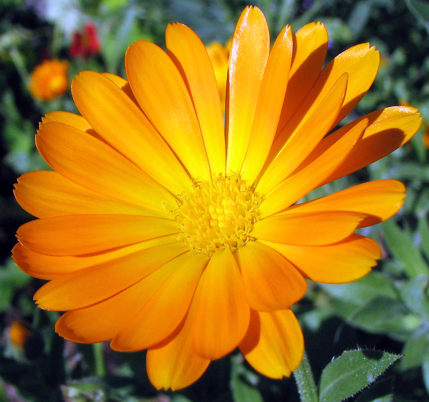 Ringelblumensalbe, ruckizucki! 