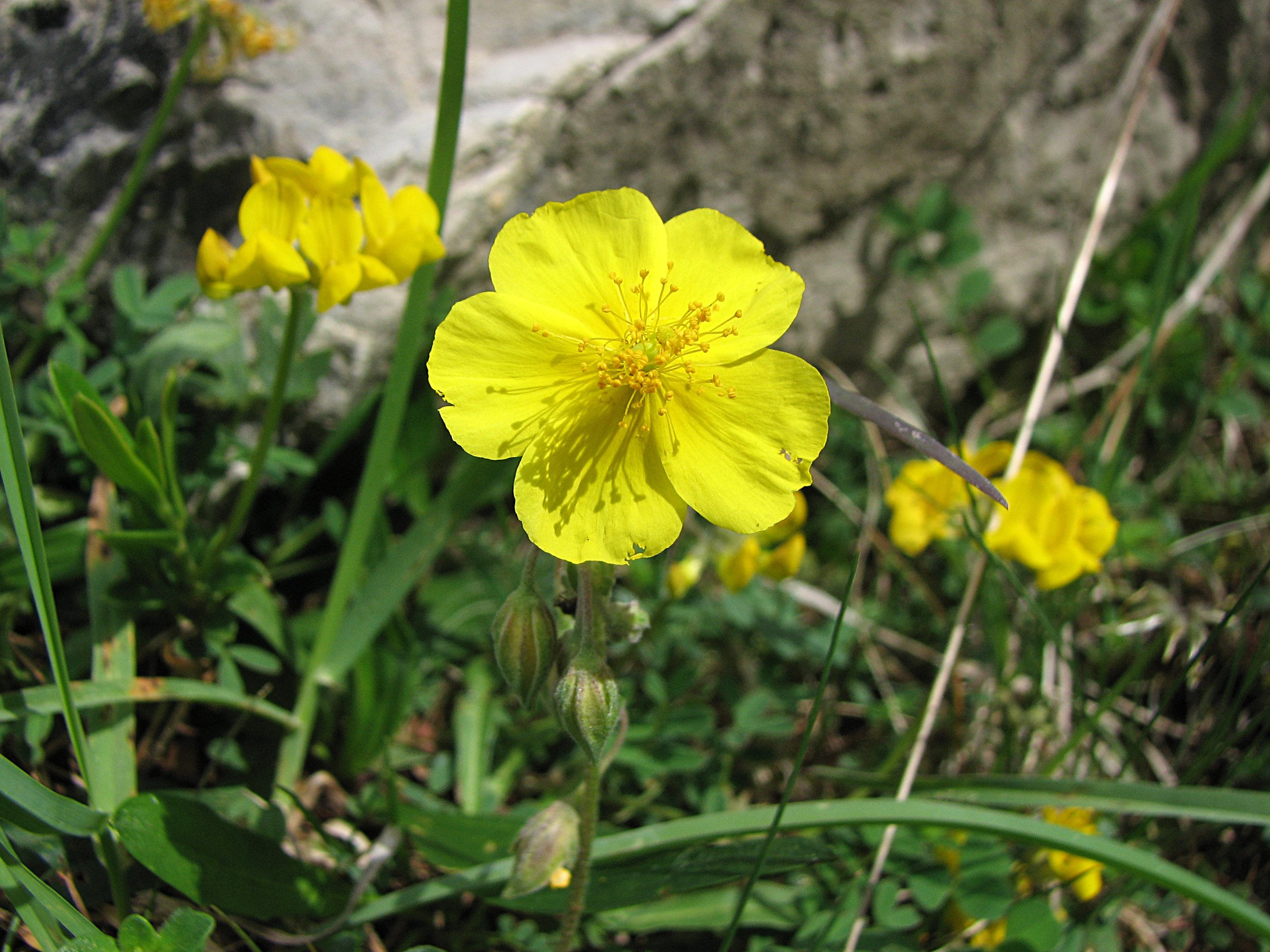 Gelbes Sonnenröschen