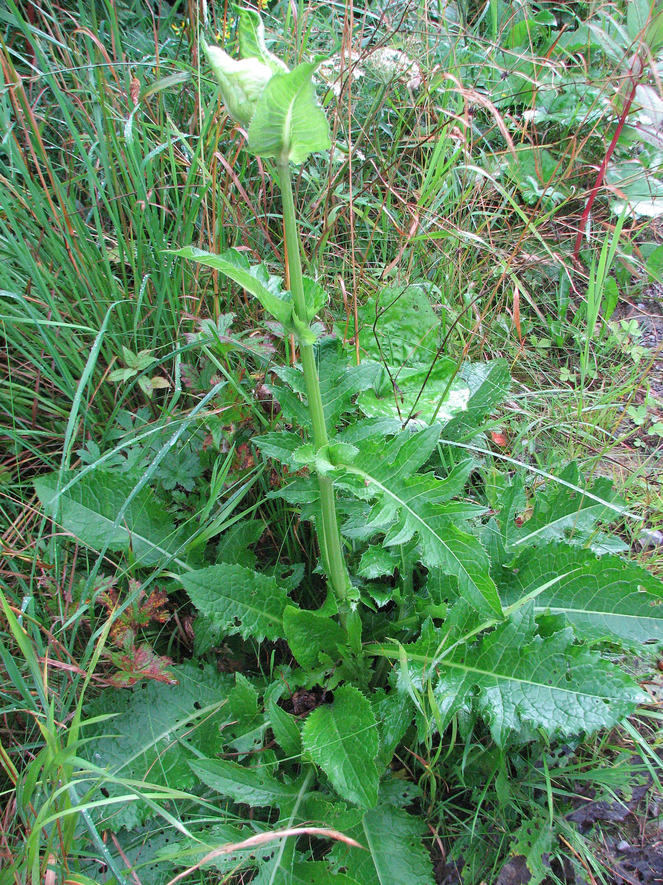 Kohlkratzdistel