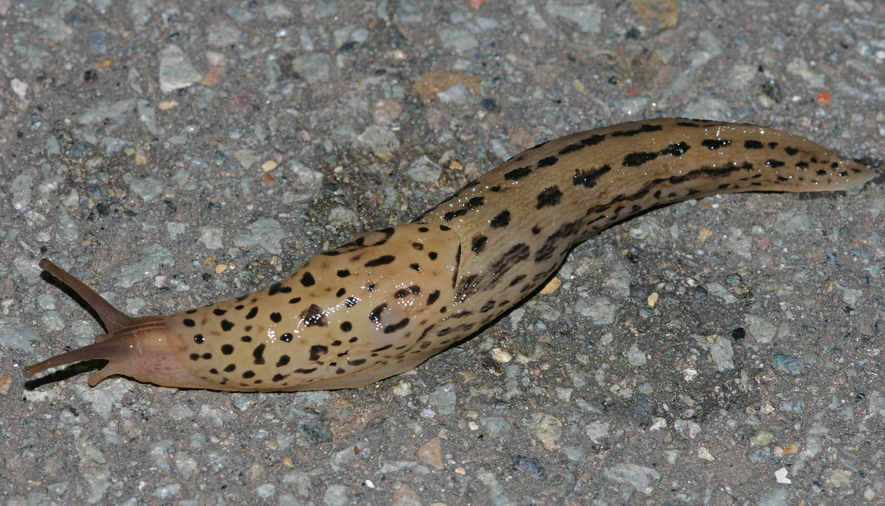 <p>Der Tigerschnegel (Limax maximus) ist ein Schneckenkrieger: Er jagt und frisst Nacktschnecken. Auch die Spanische Wegschnecke! ... Und ein wenig Grünzeug. Foto: D.F.</p>