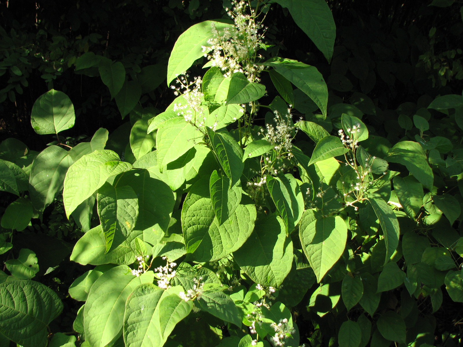 Japanischer Staudenknöterich