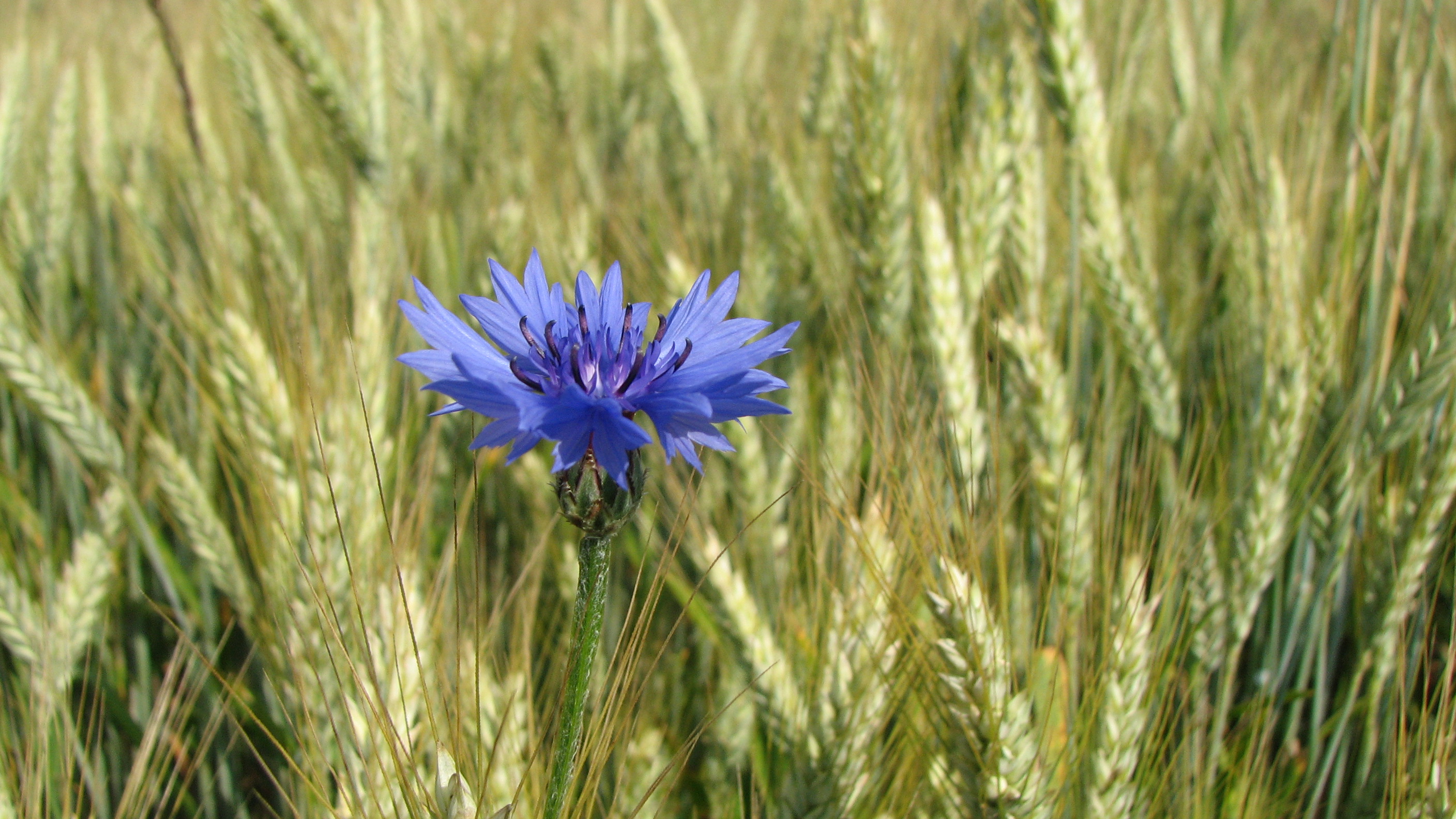 Kornblume