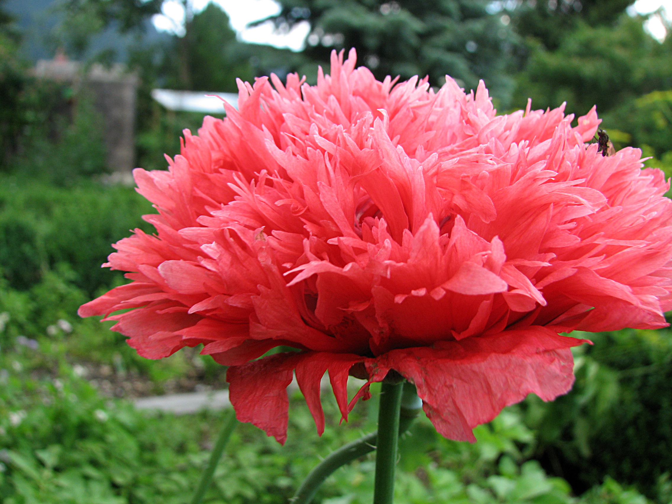 Schlafmohn