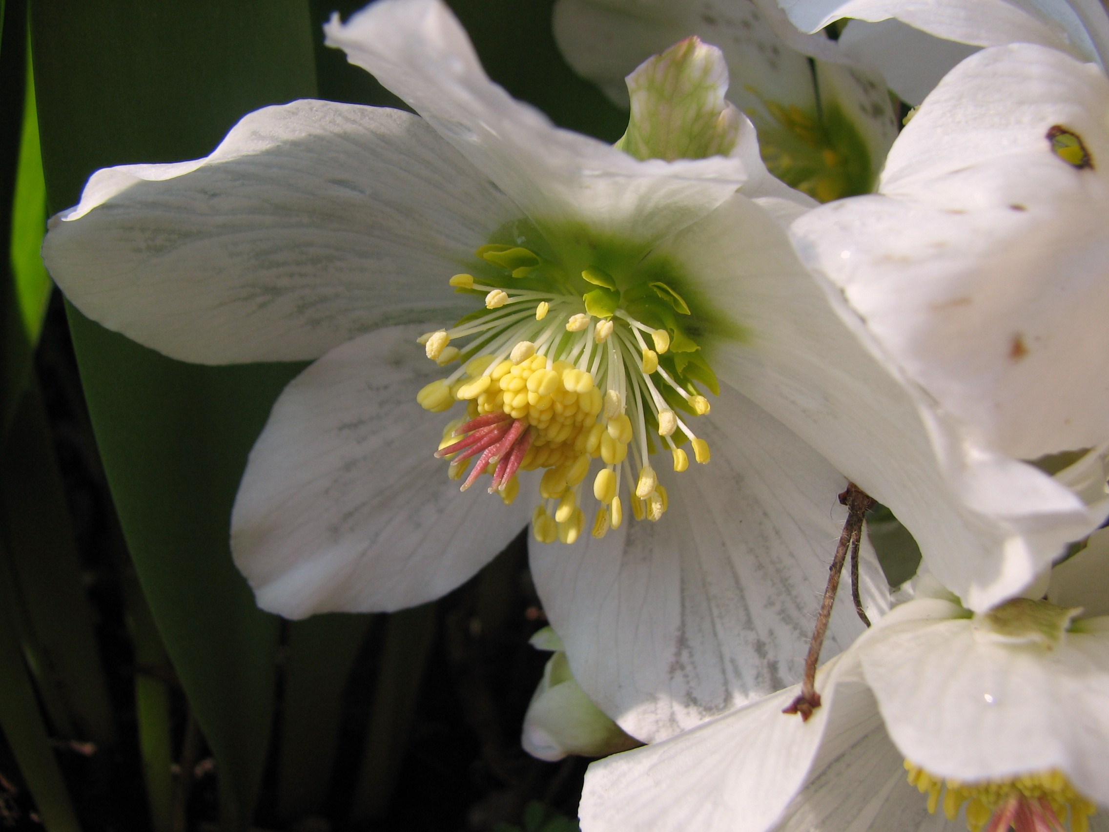 Christrose