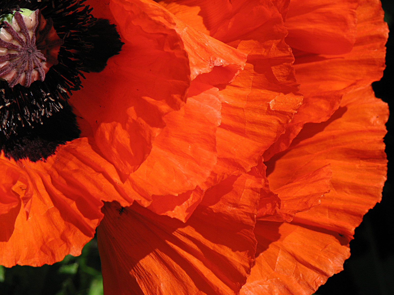 Türkischer Mohn