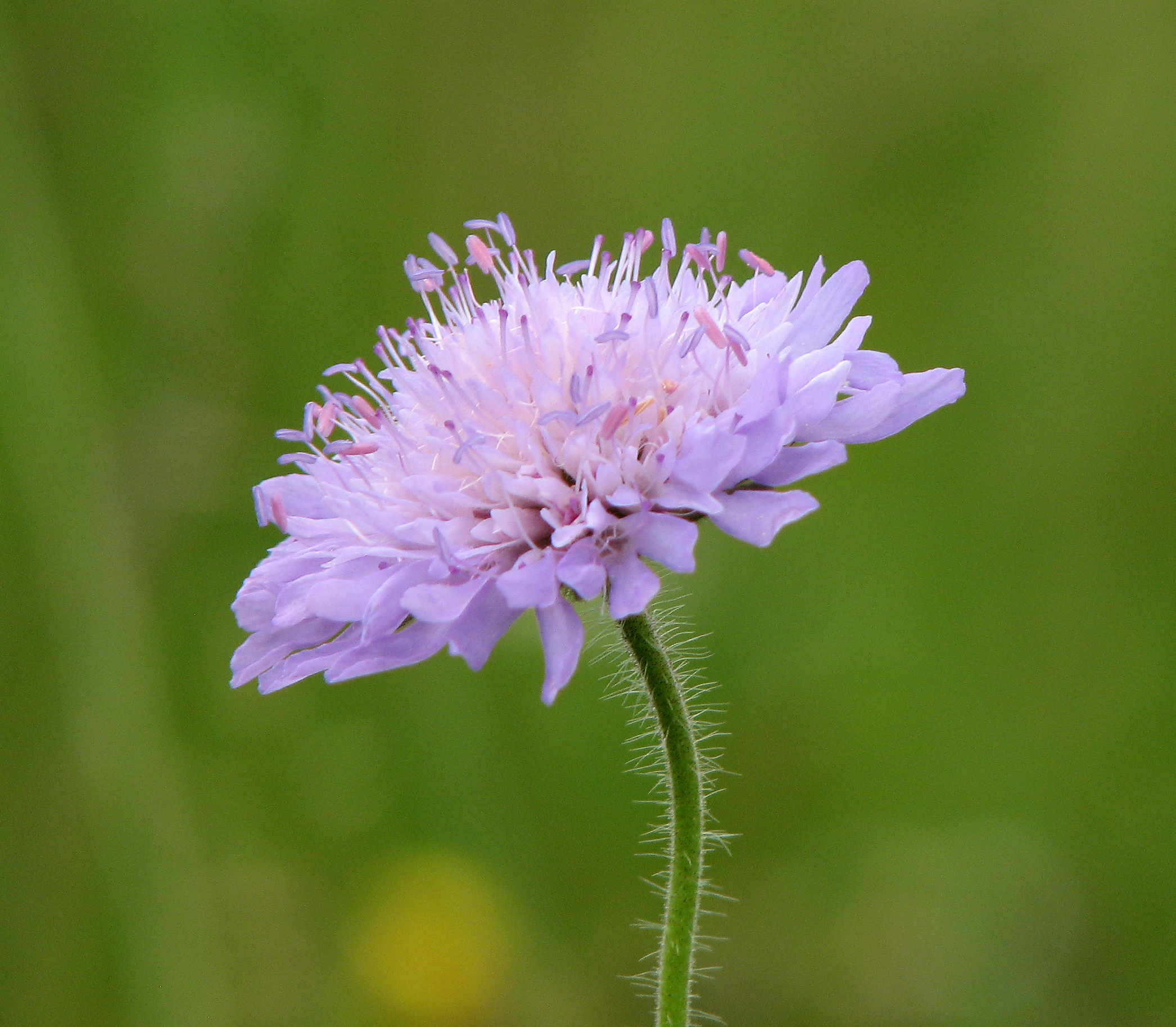 Wiesenwitwenblume