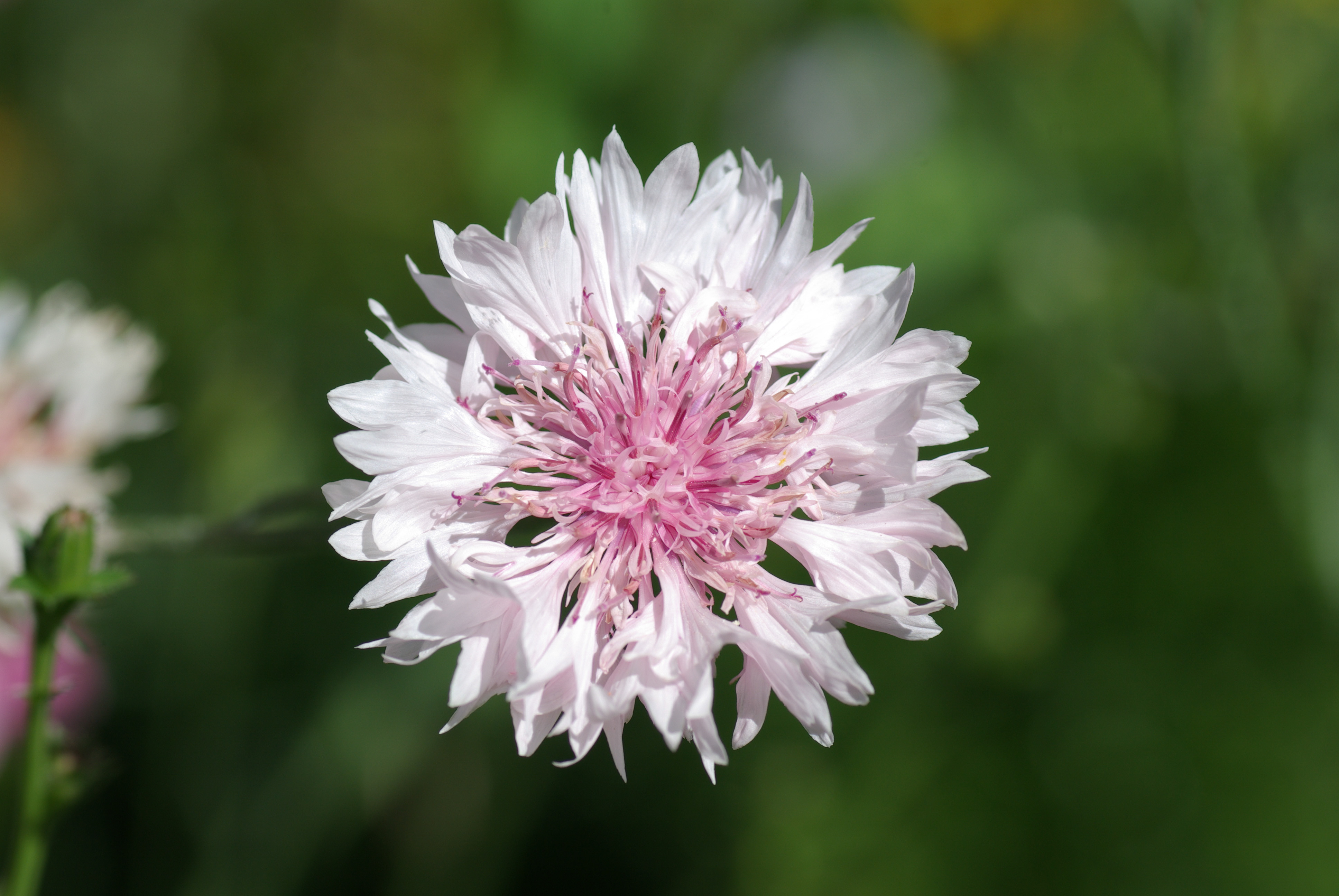 Kornblume