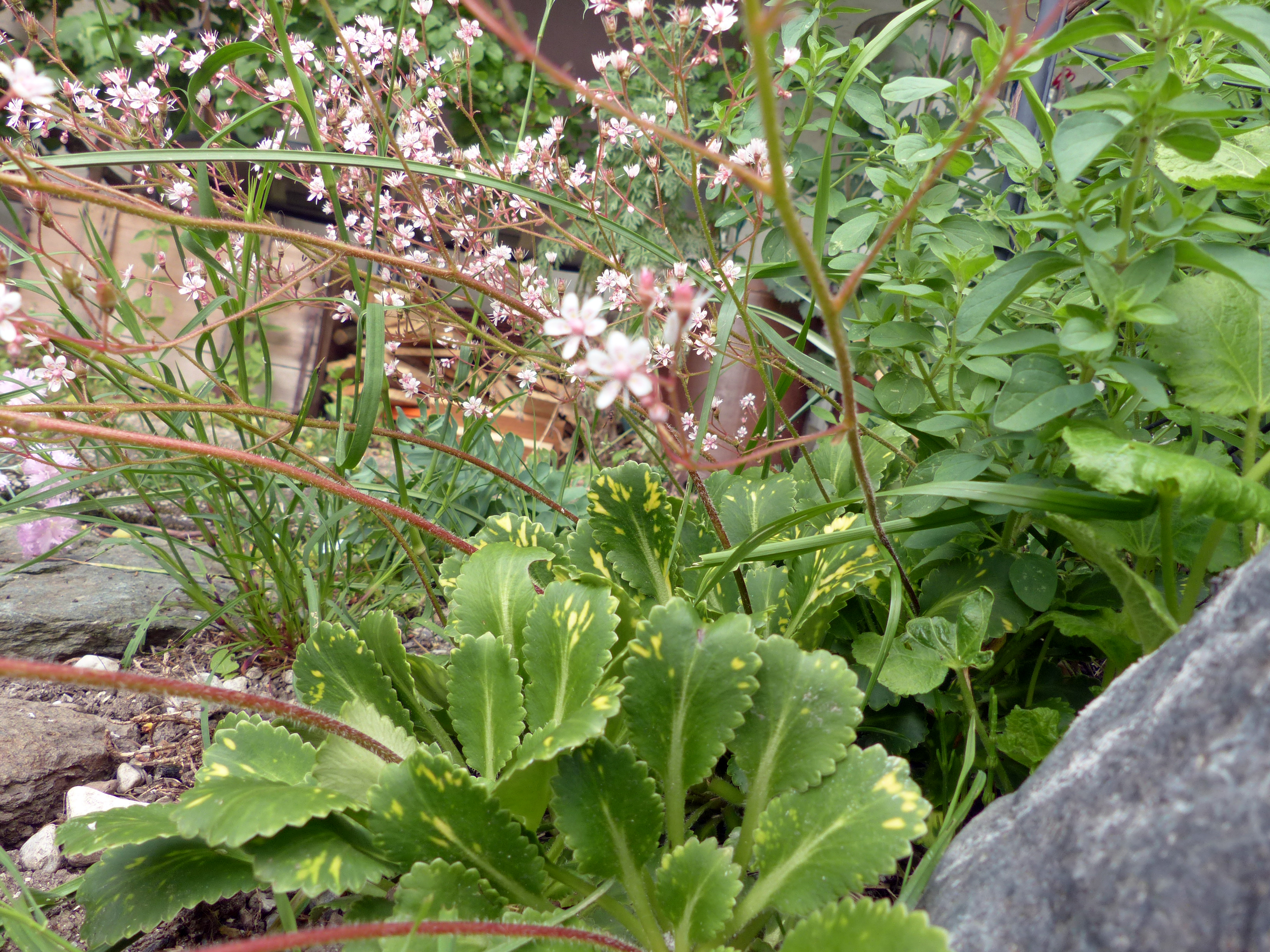 Porzellanblümchen