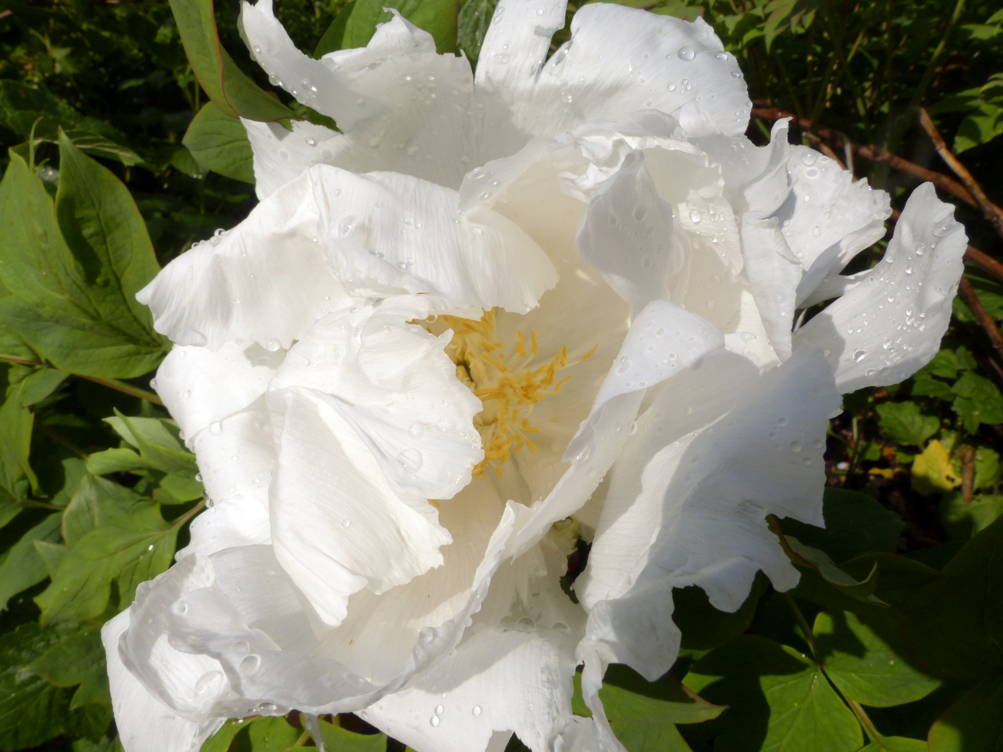 Baumpfingstrose