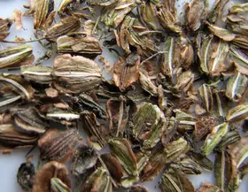 Waldengelwurz