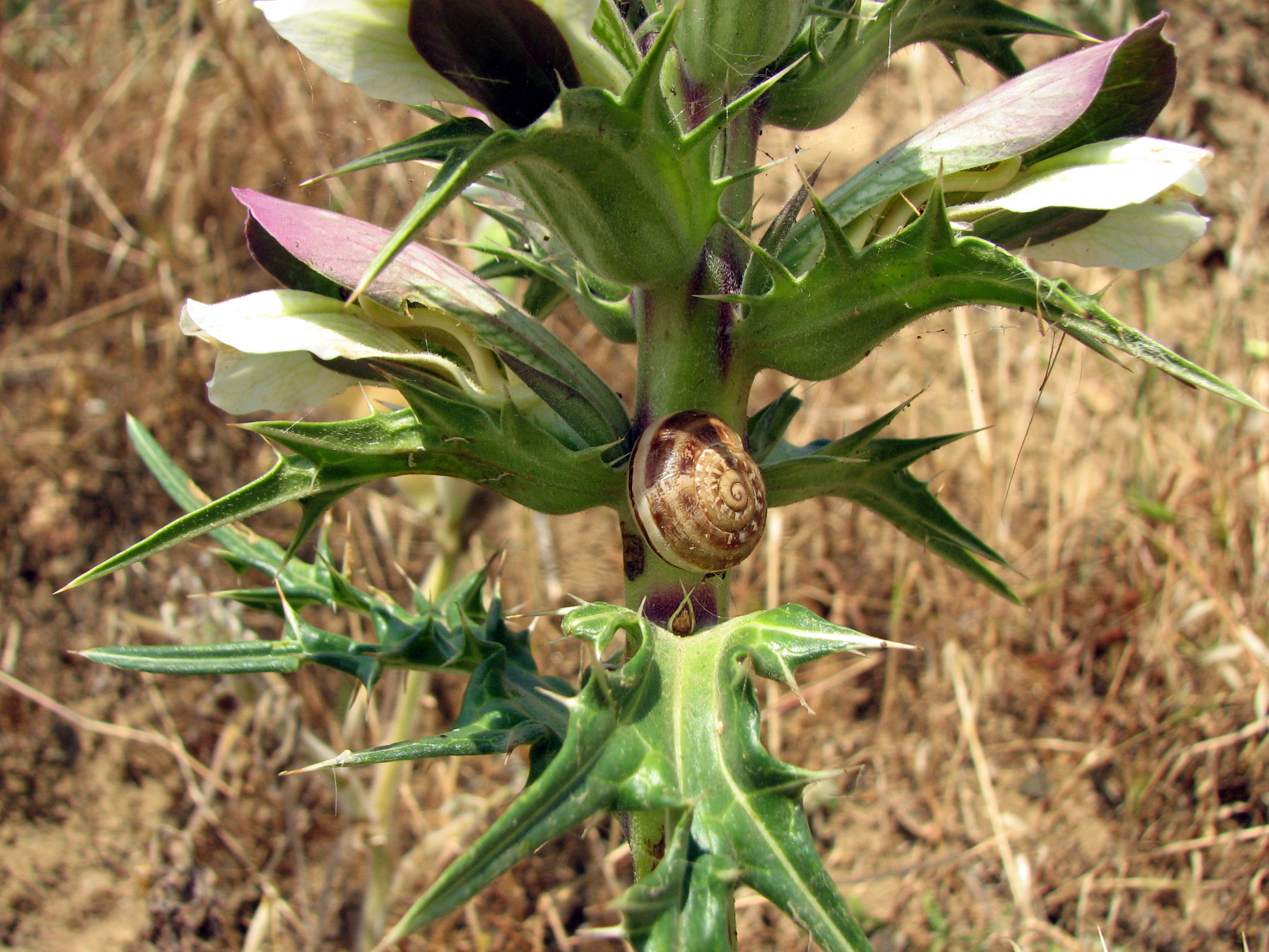 Akanthus