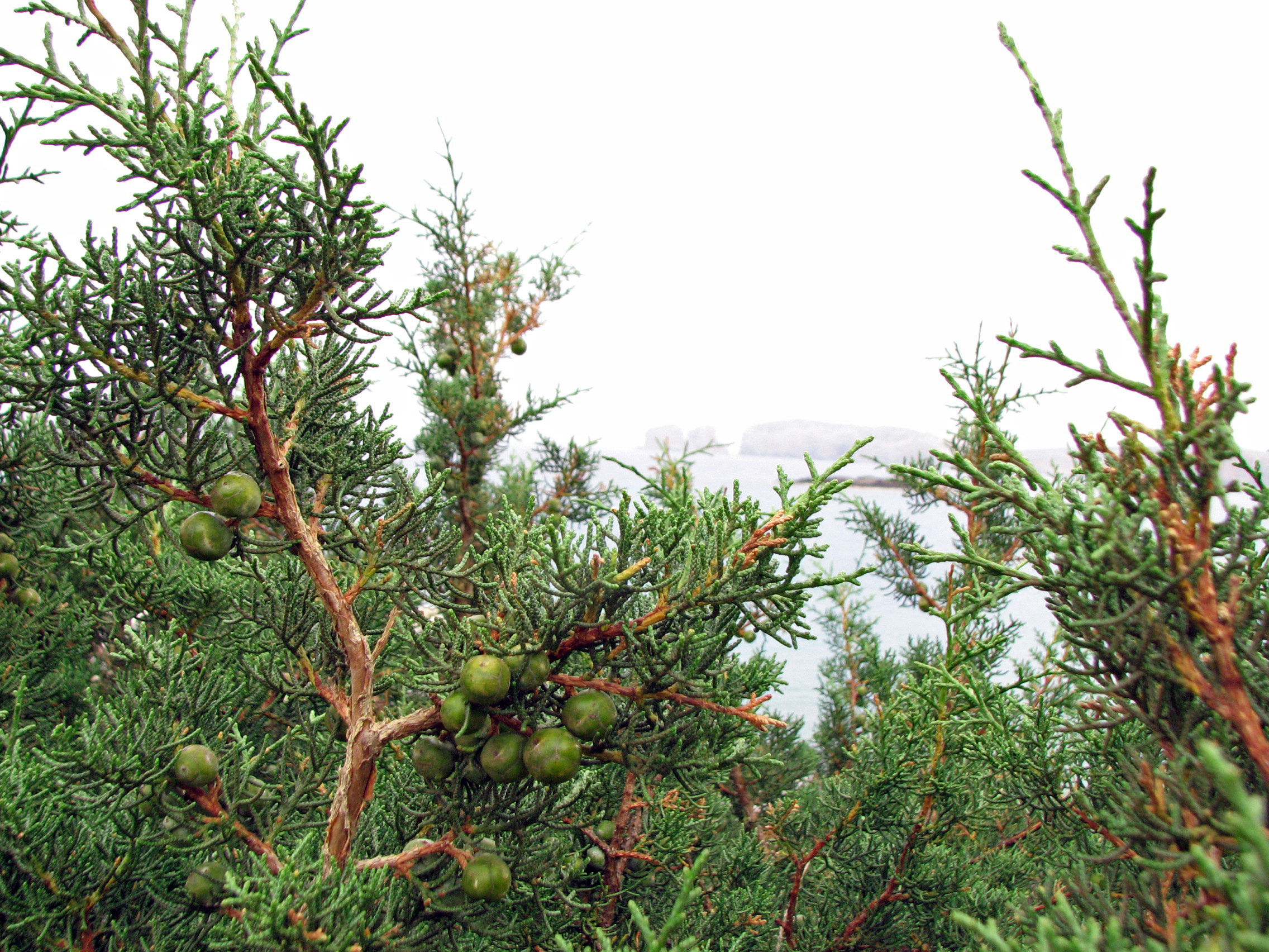 Phönizischer Wacholder