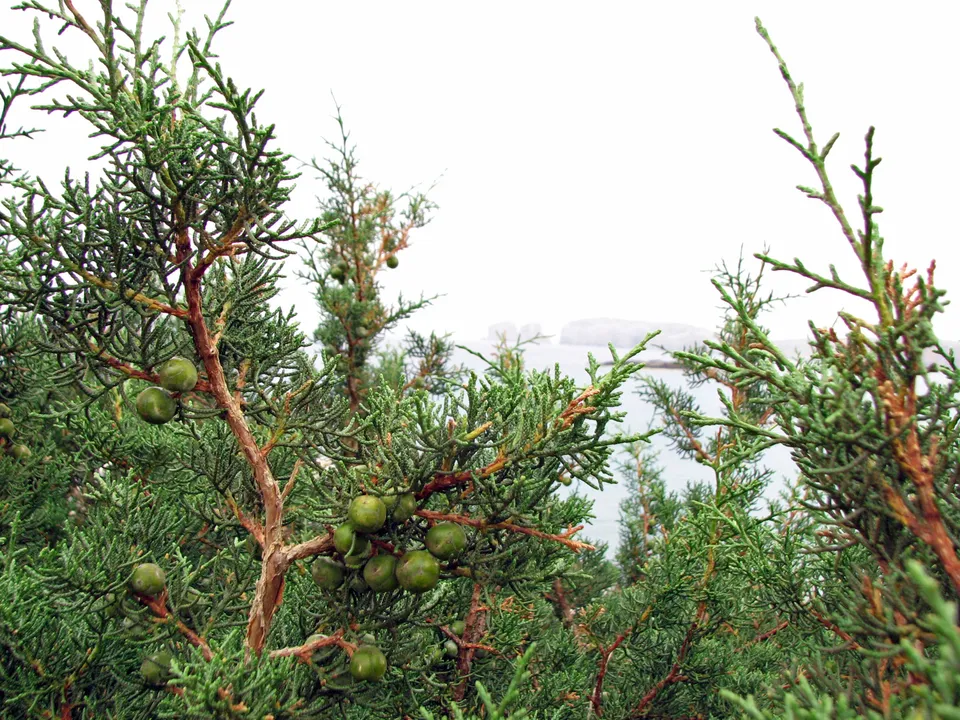 Phönizischer Wacholder