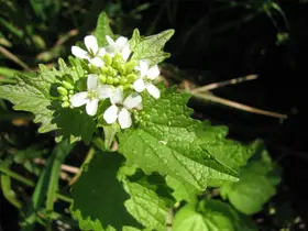 Knoblauchrauke