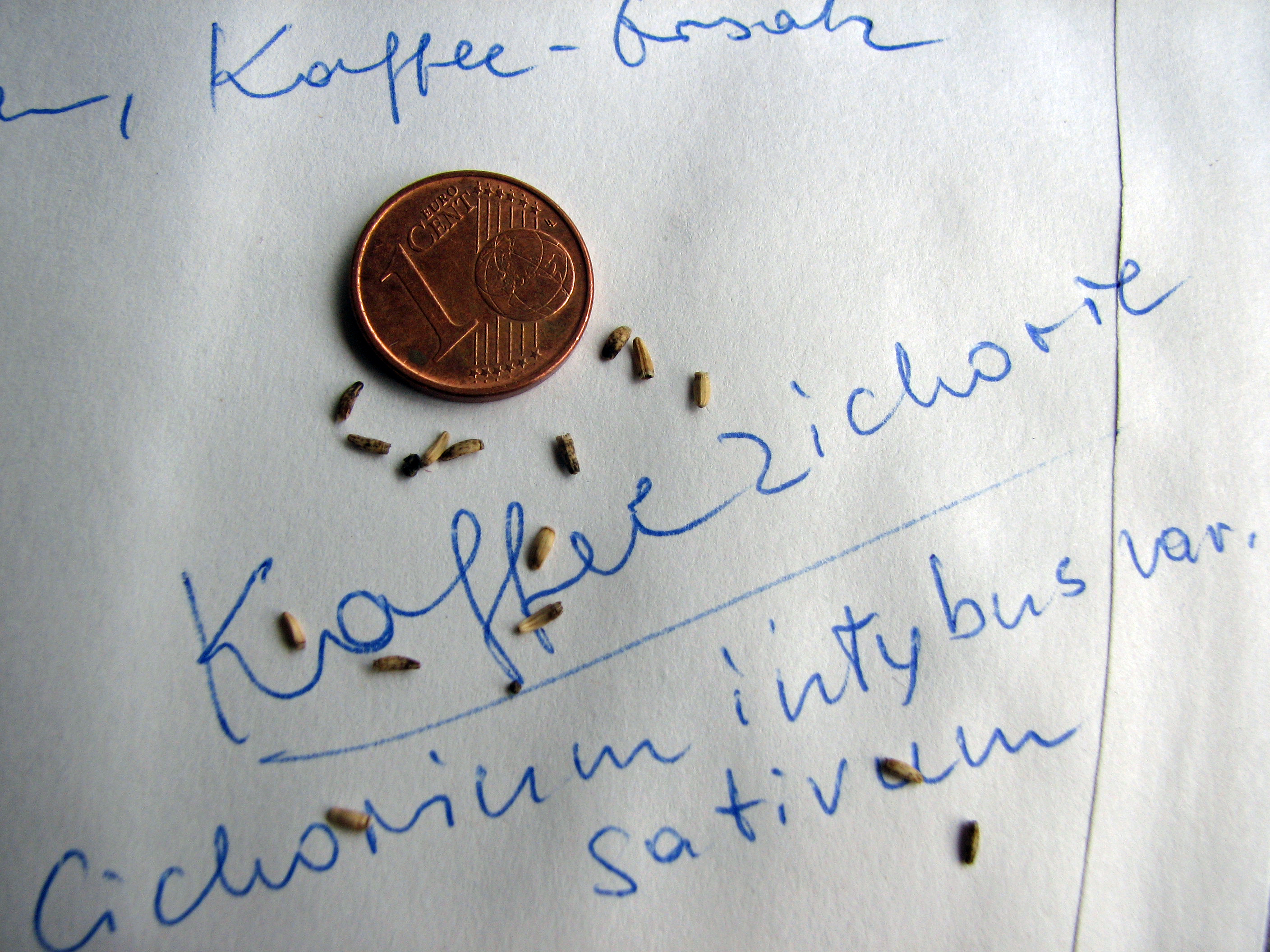 Zichorie & Chicorée