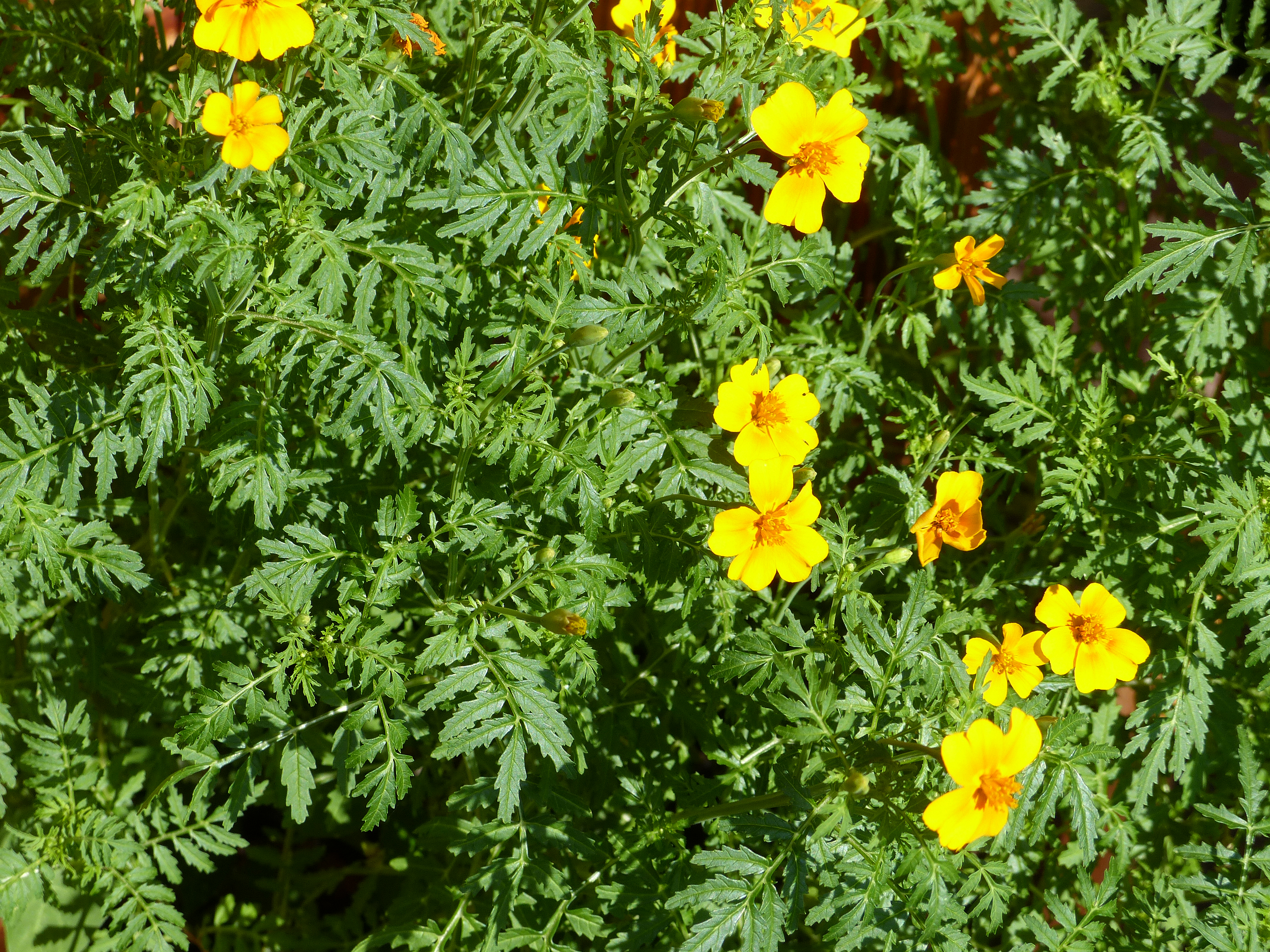 Gewürztagetes