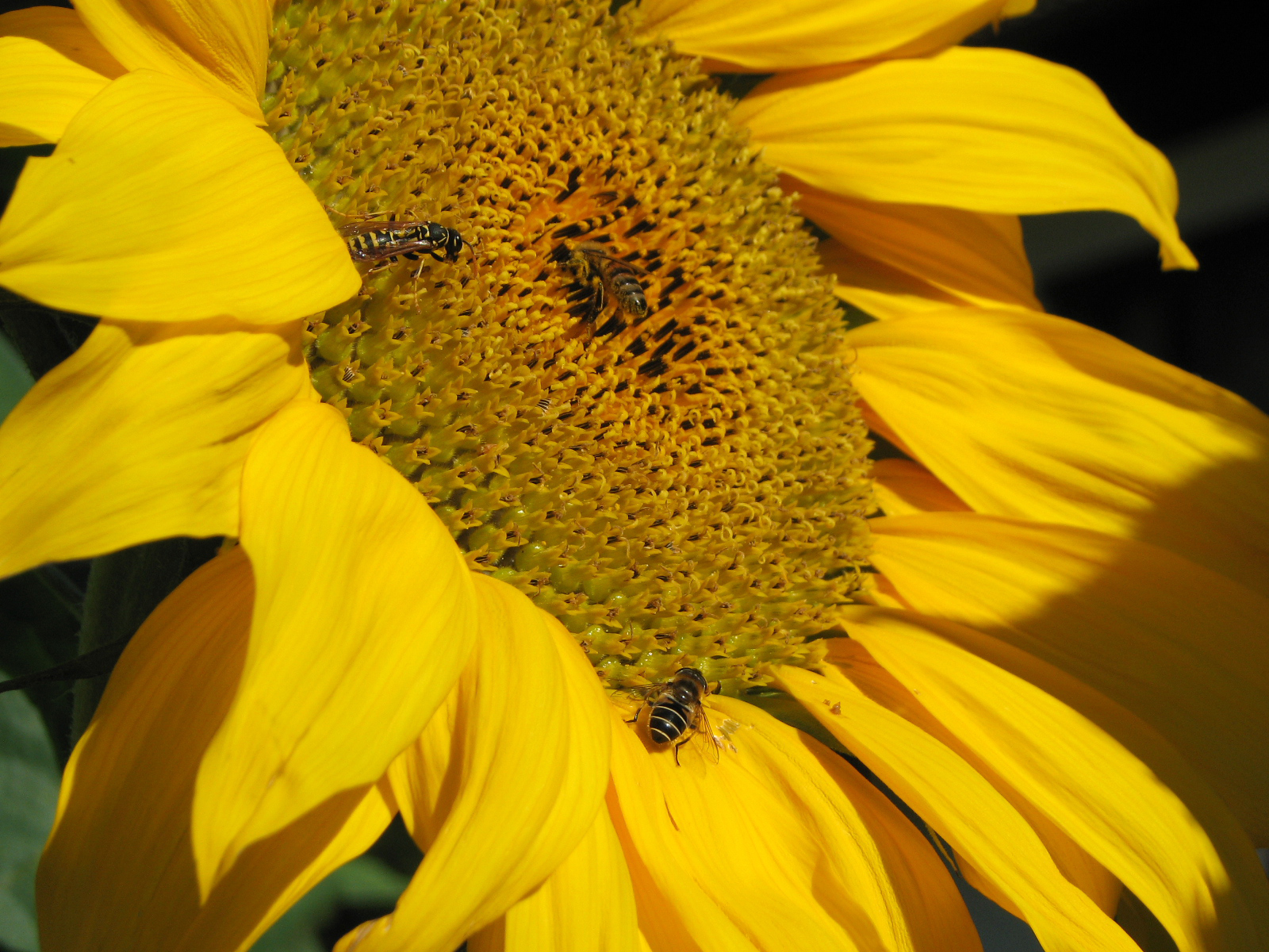 Sonnenblume
