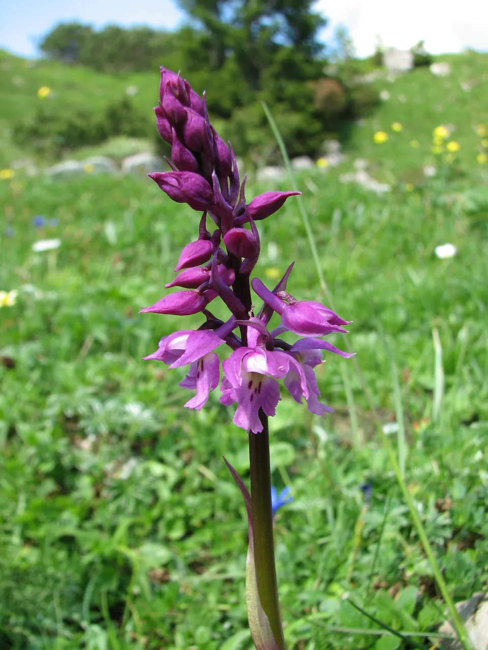 Männliches Knabenkraut