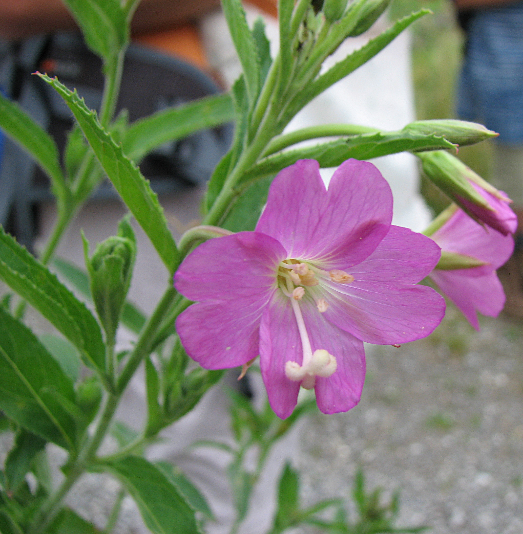 Zottiges Weidenröschen