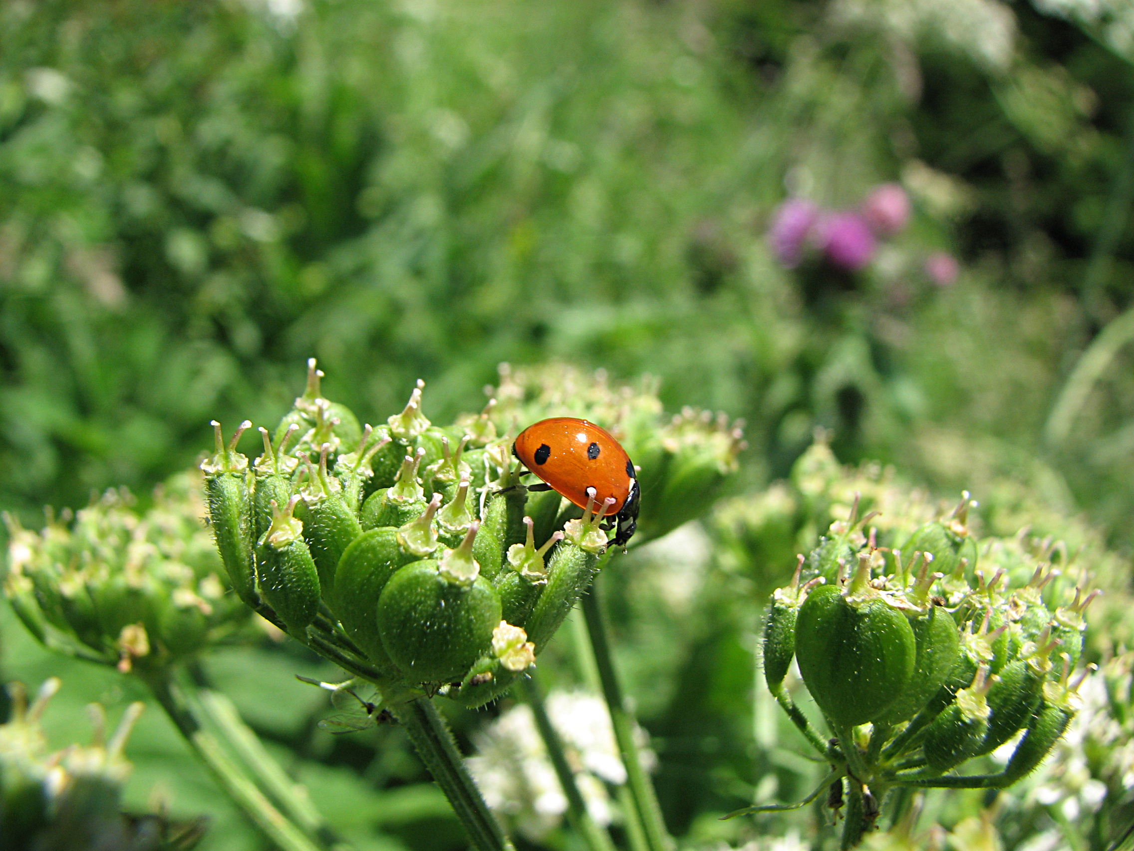 Wiesenbärenklau