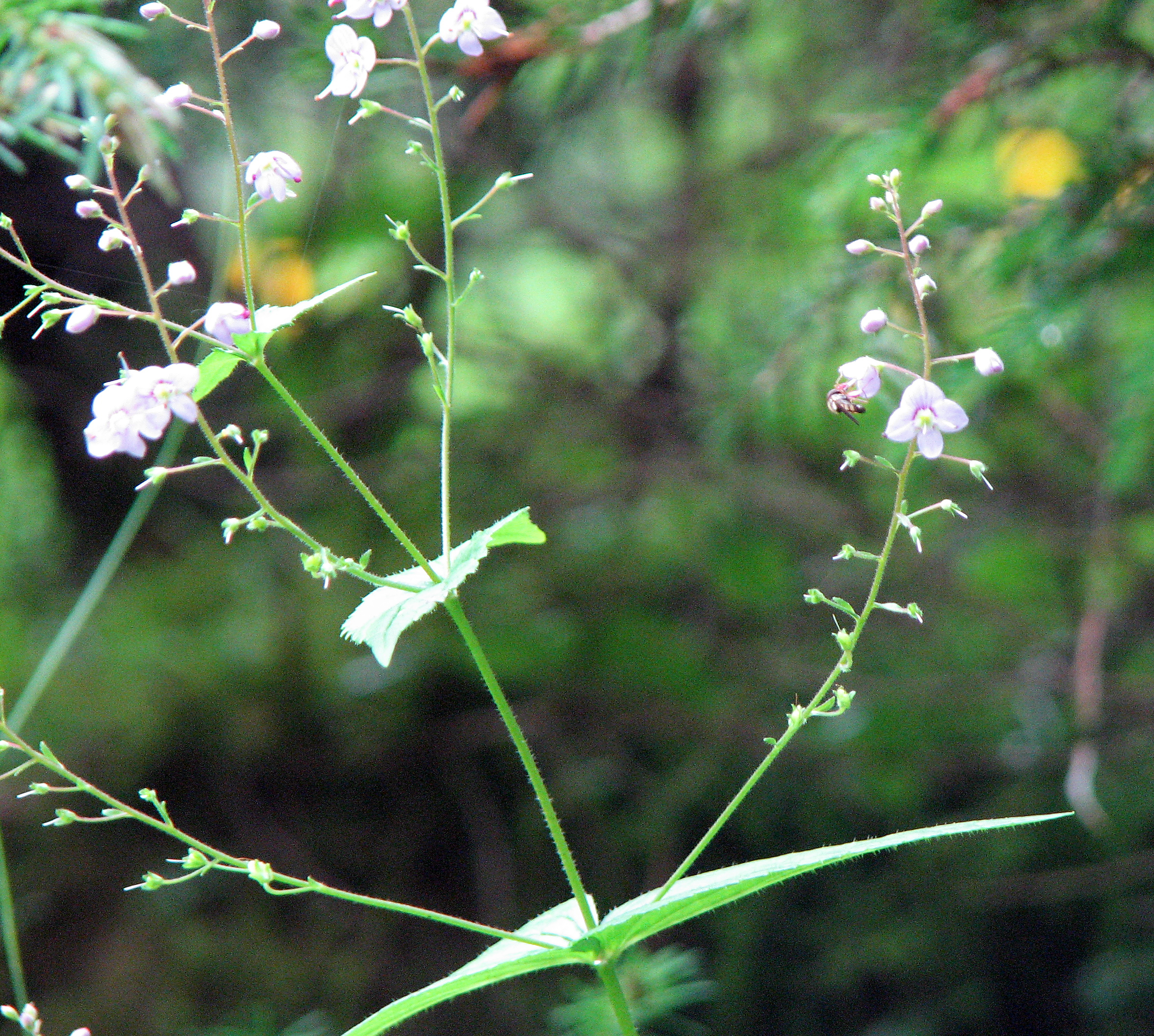 Nesselblättriger Ehrenpreis