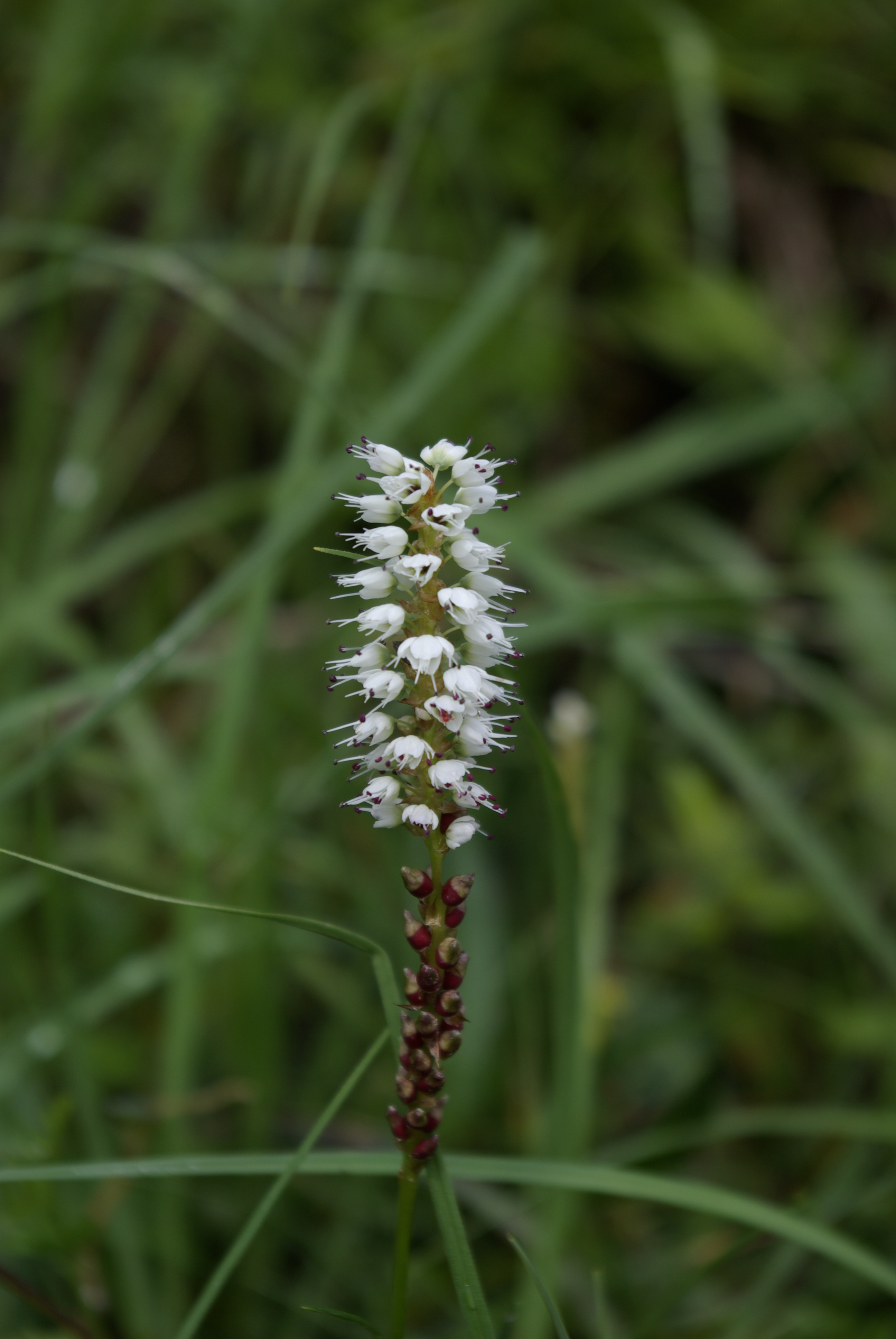 Knöllchenknöterich