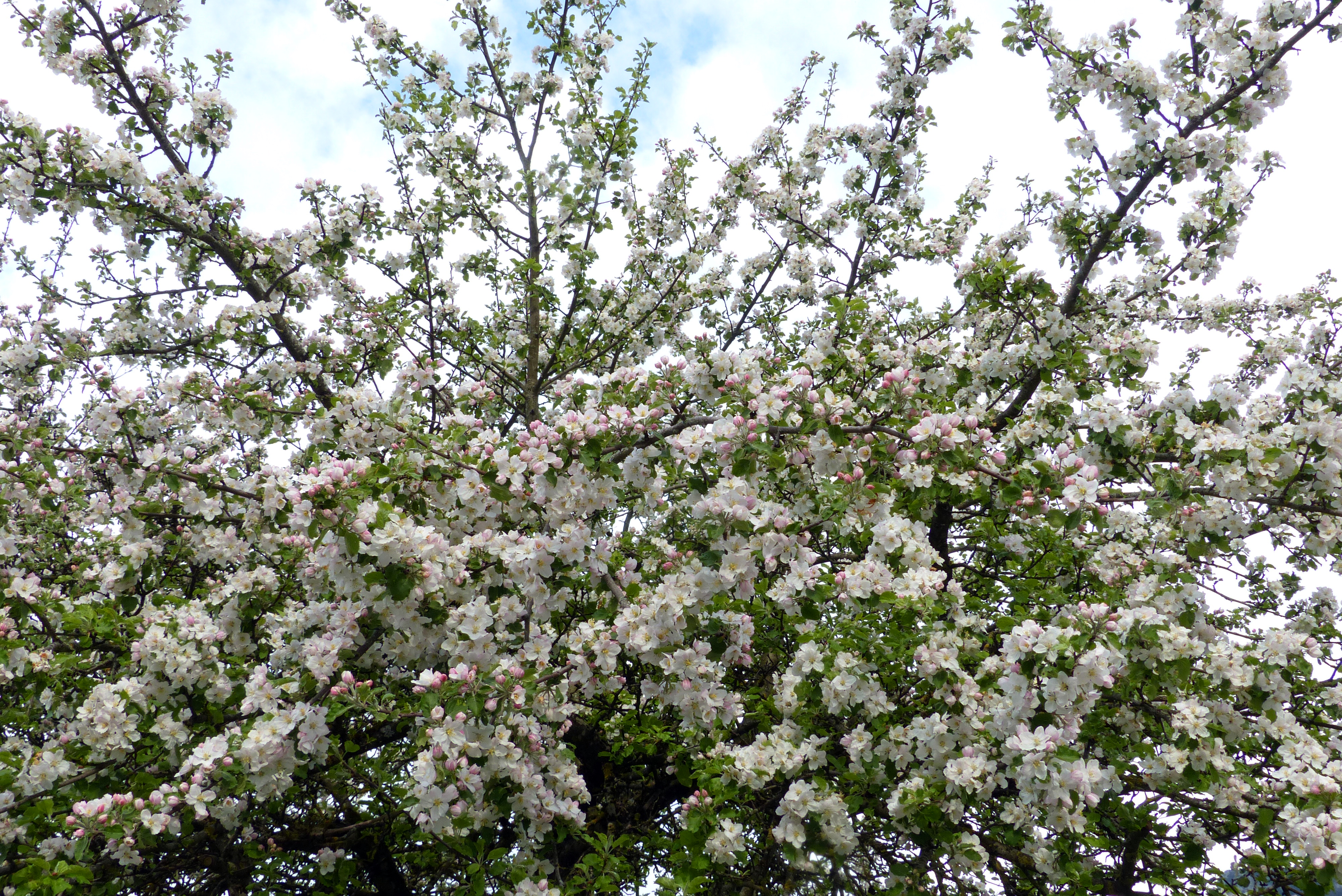 Apfel