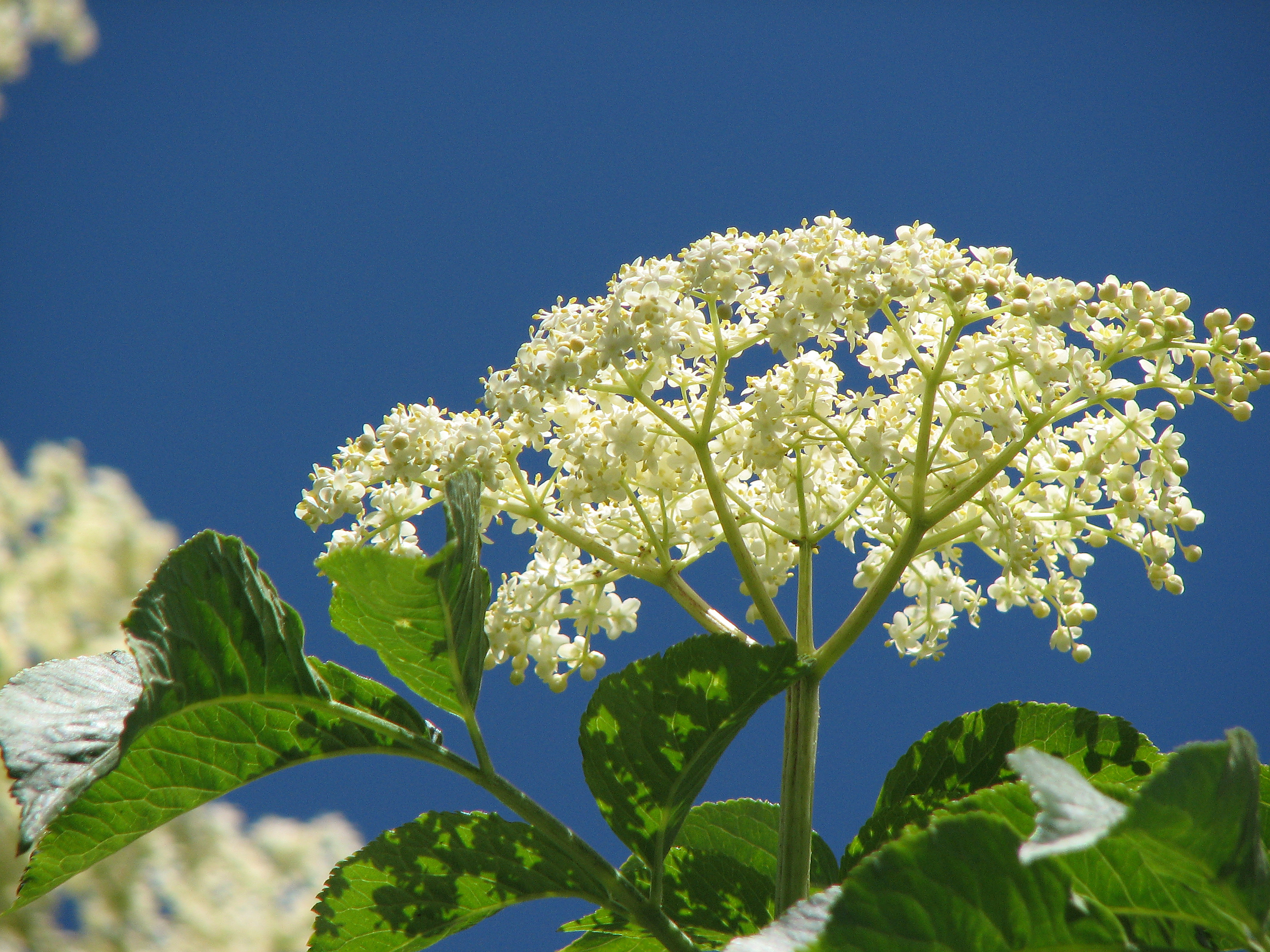 Holunderblütensirup