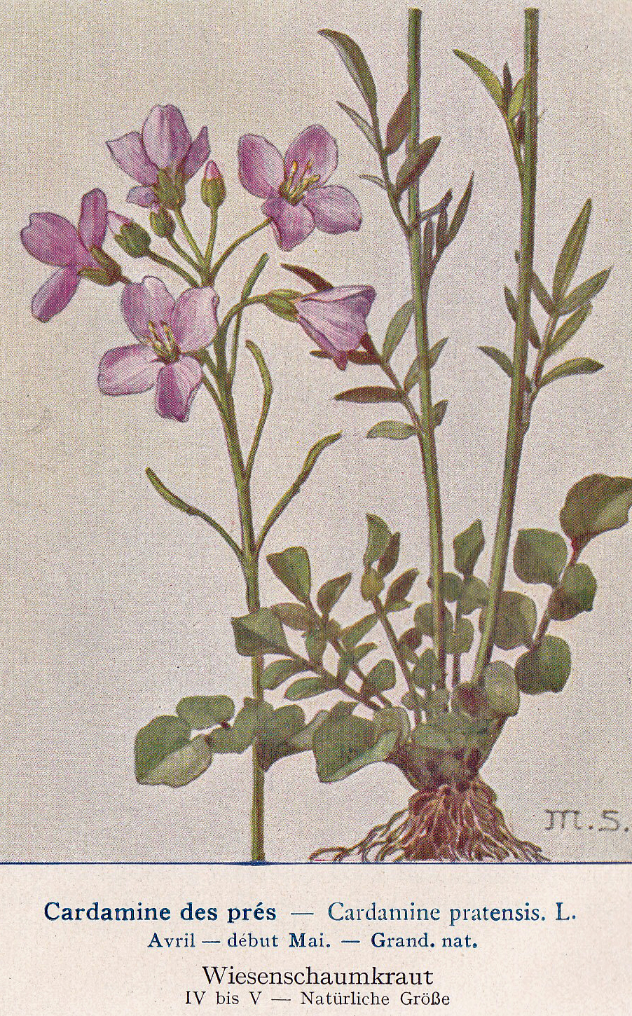Wiesenschaumkraut