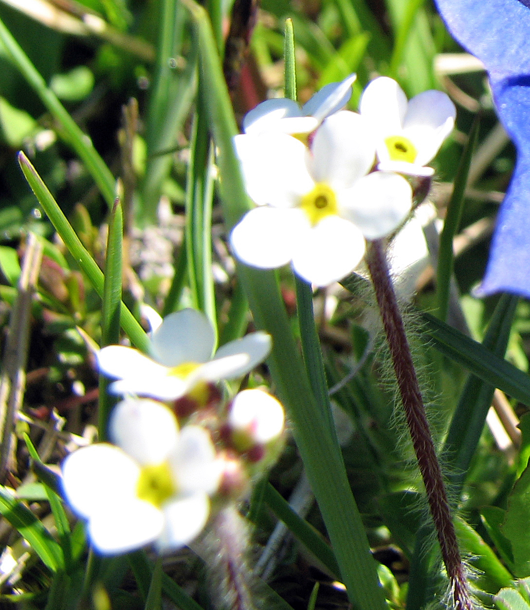 Bewimperter Mannsschild