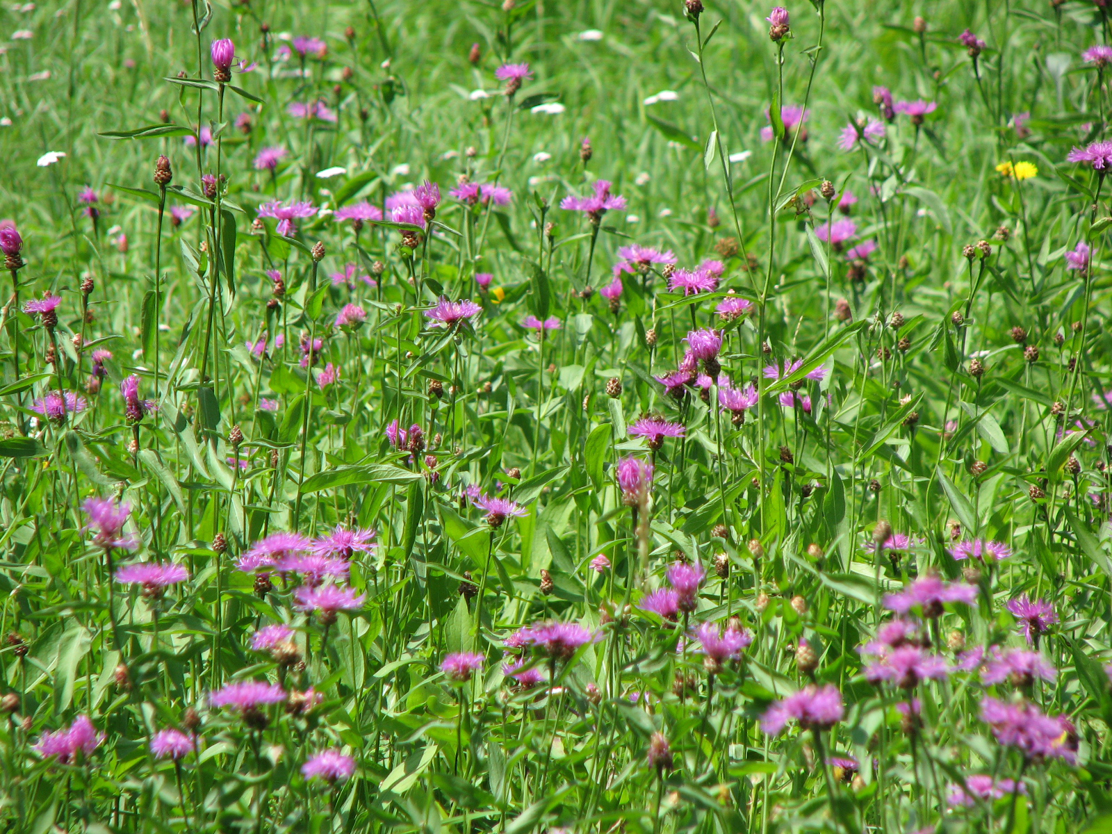 Wiesenflockenblume