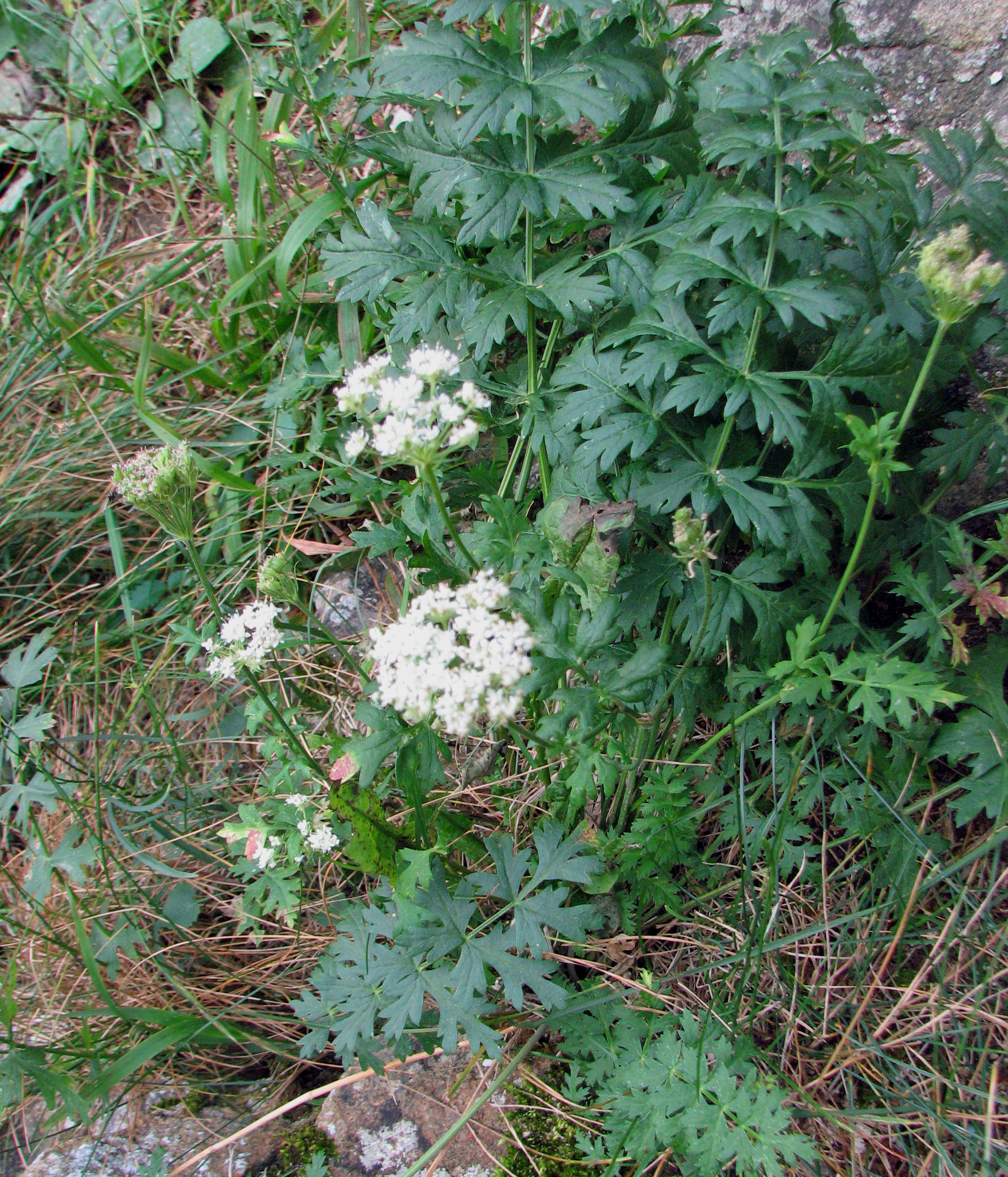 Hügelheilwurz