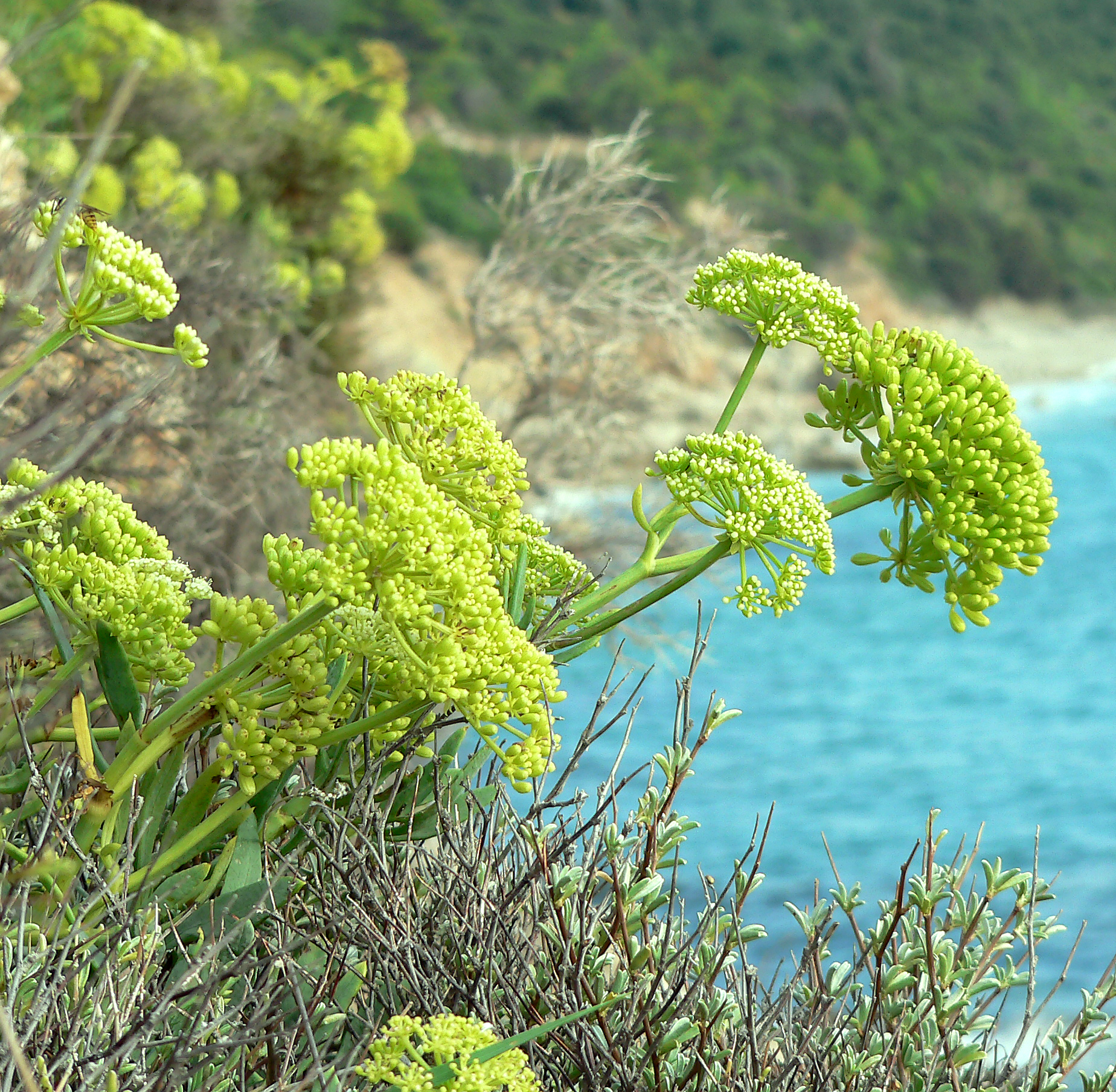 Meerfenchel