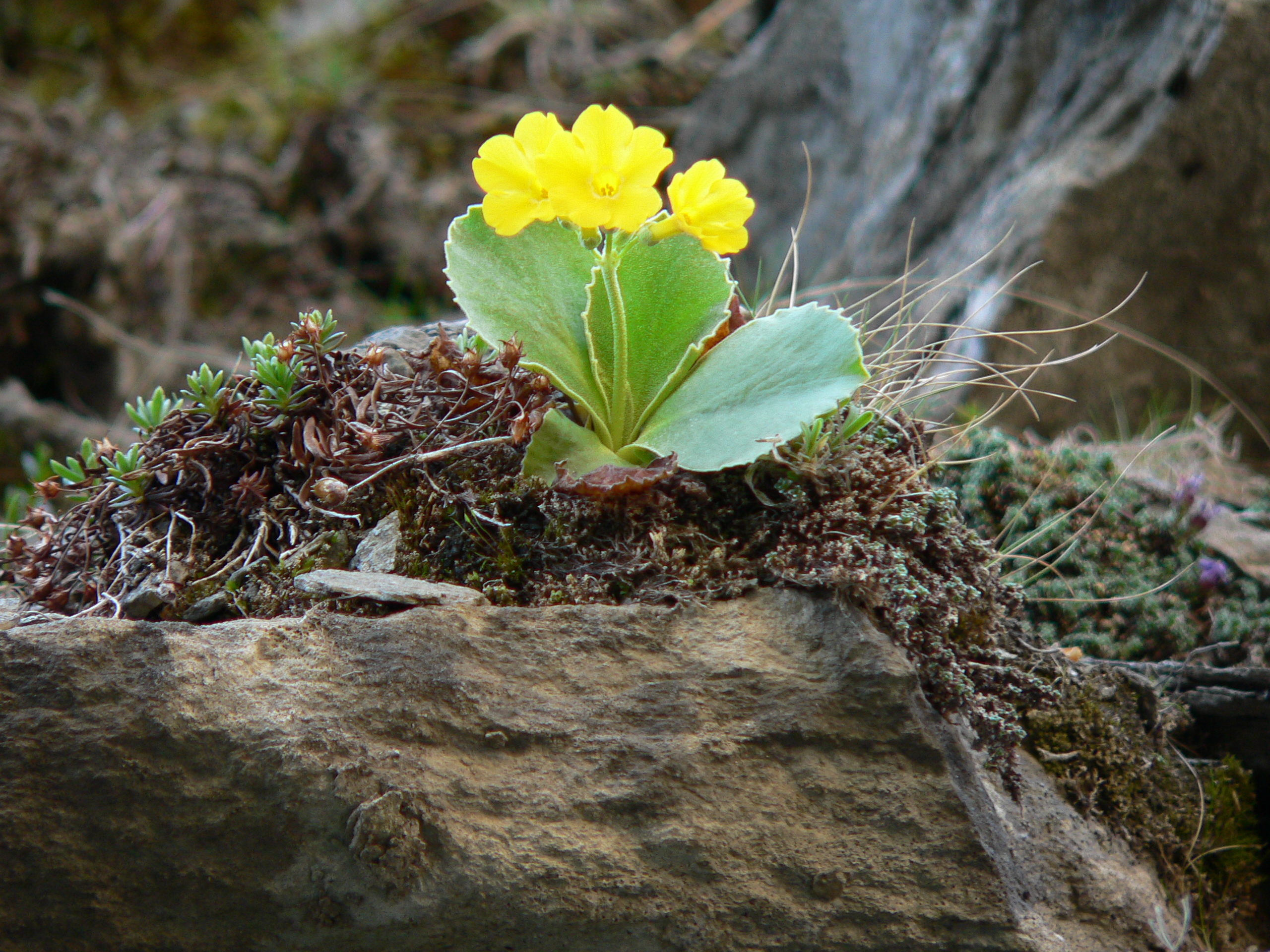 Alpenaurikel