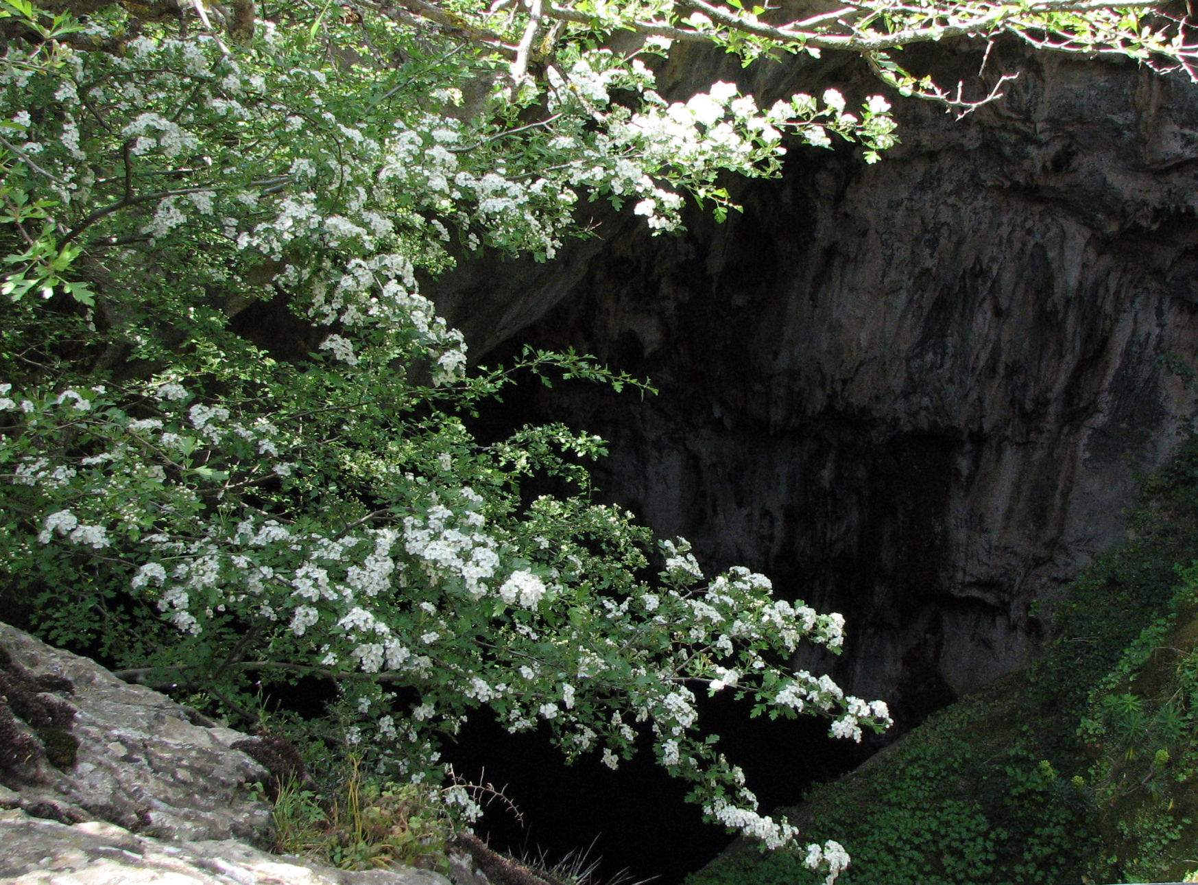 Eingriffeliger Weißdorn