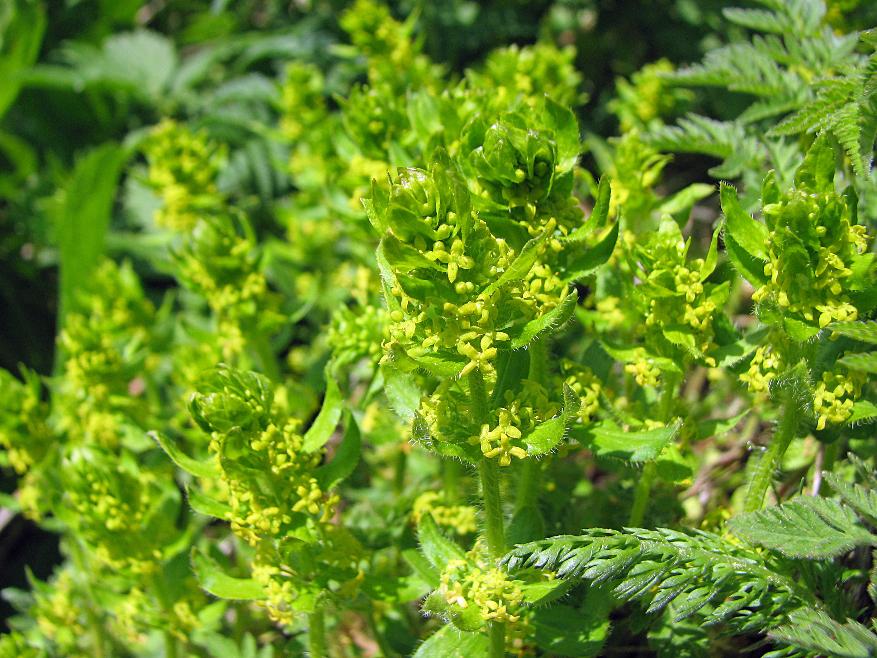 Gewimpertes Kreuzlabkraut